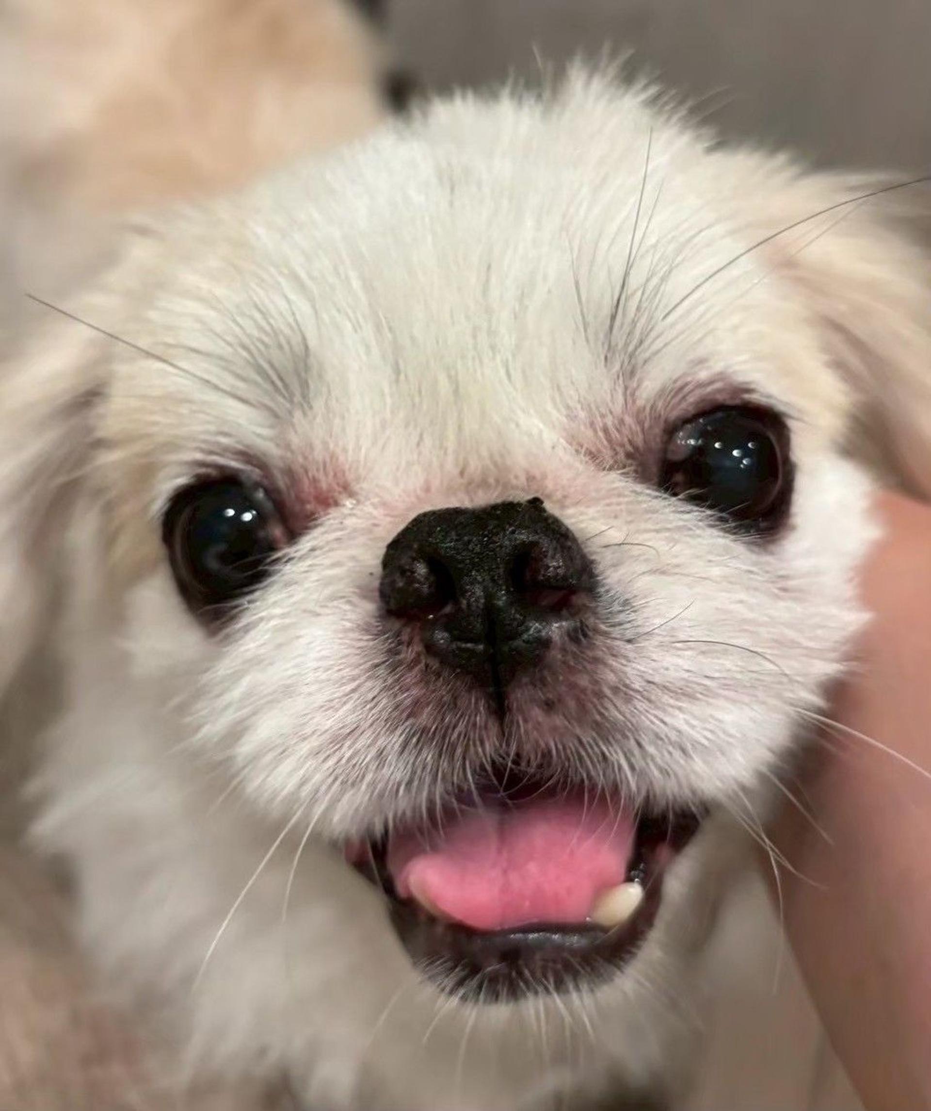 pet-image-4