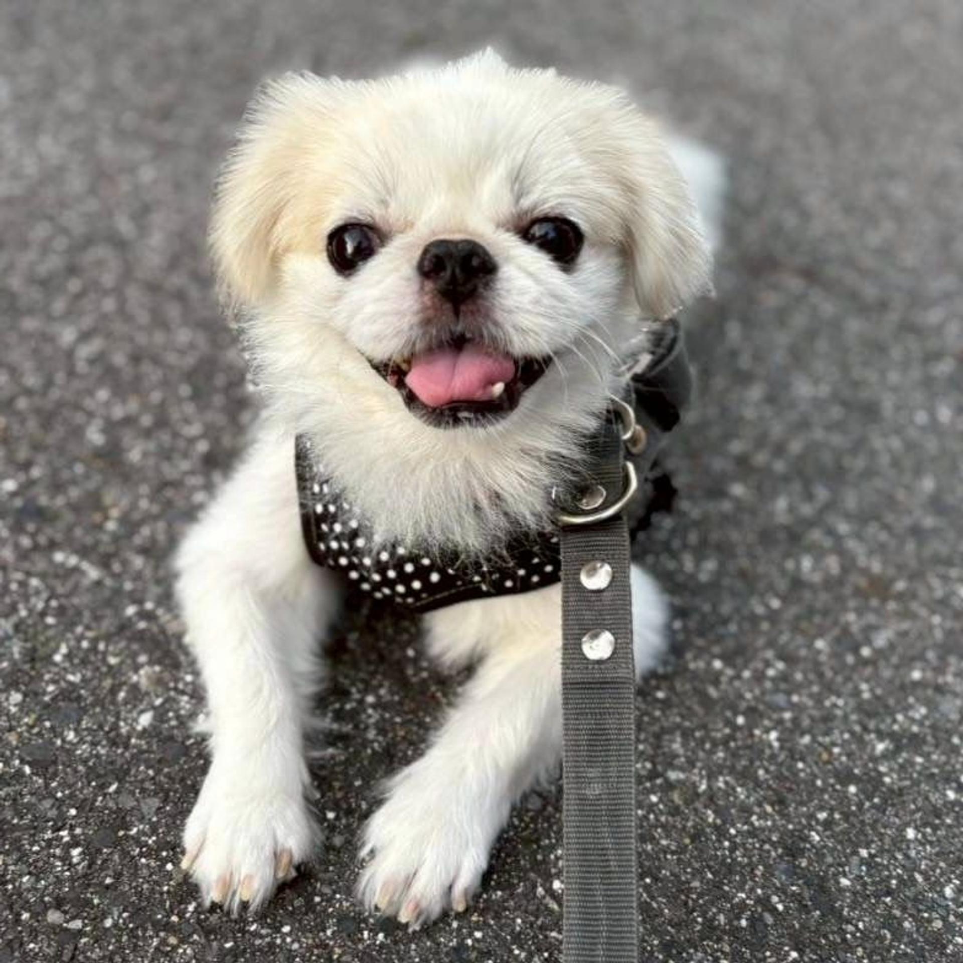 pet-image-5