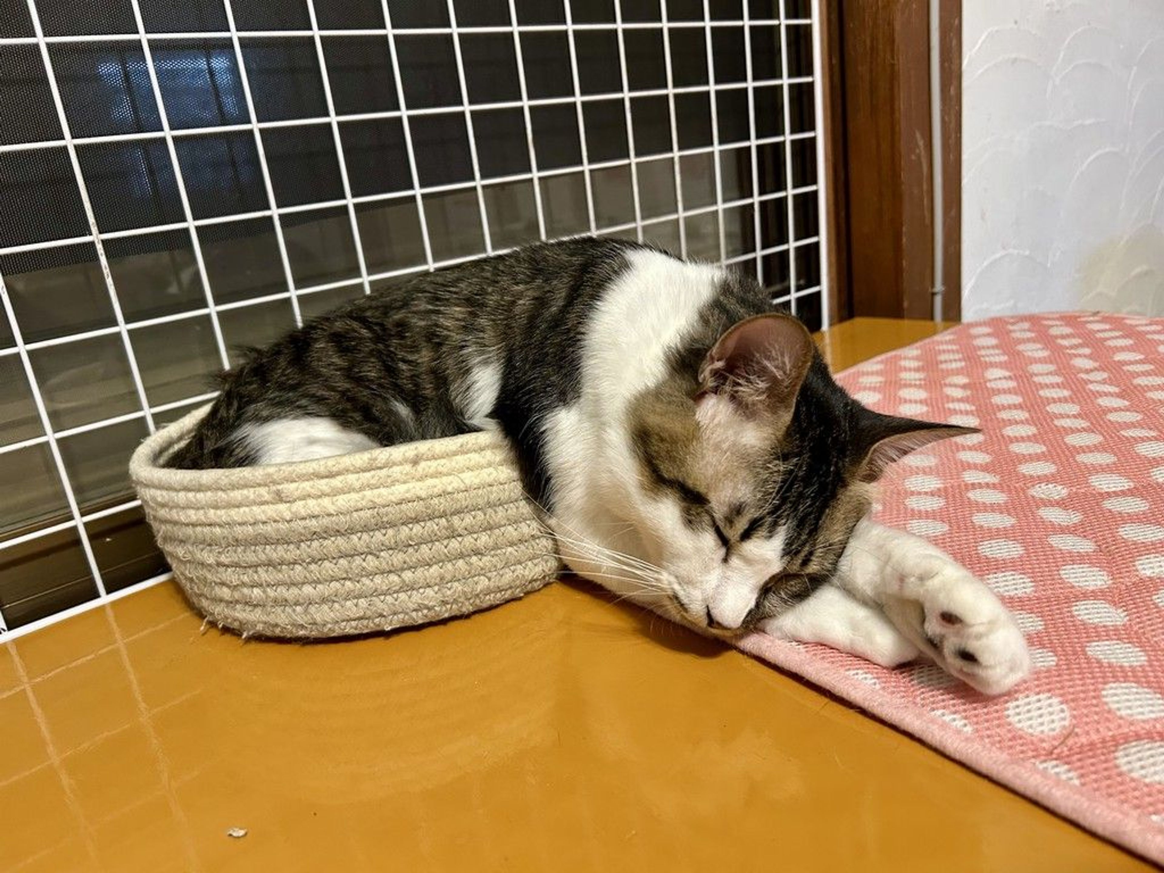 image-7