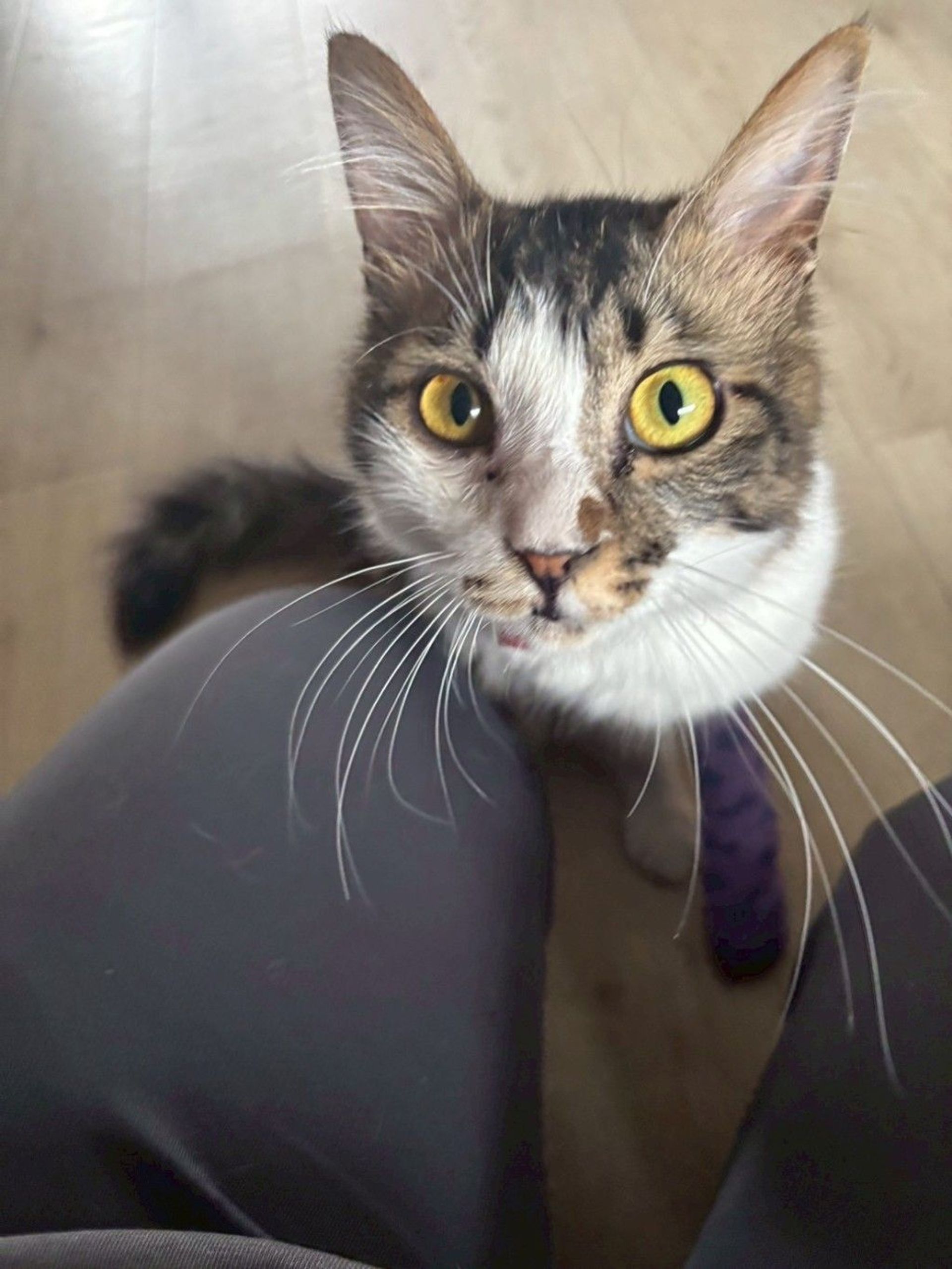 雑種（ミックス猫）・オスの里親募集の写真