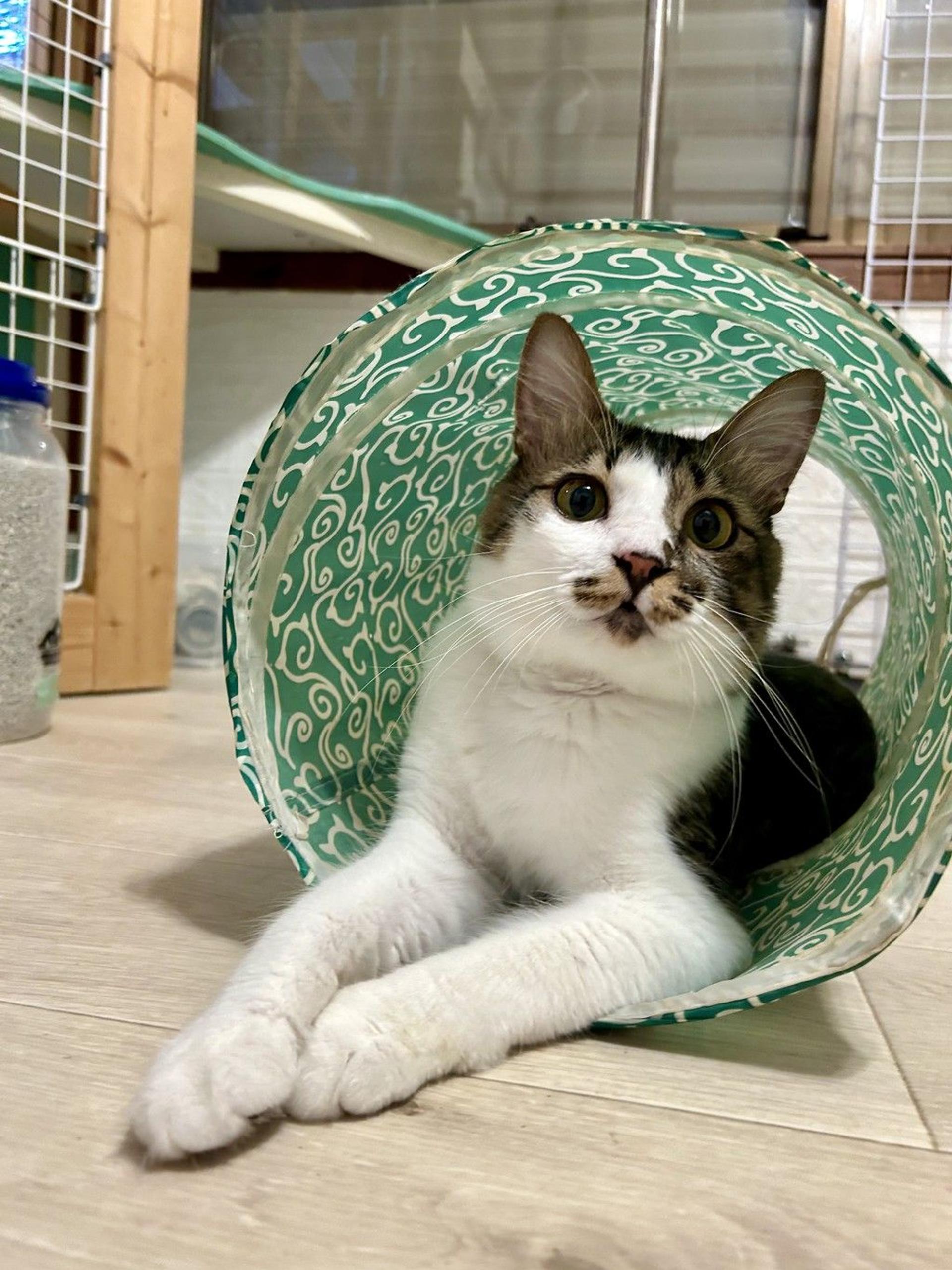 pet-image-7