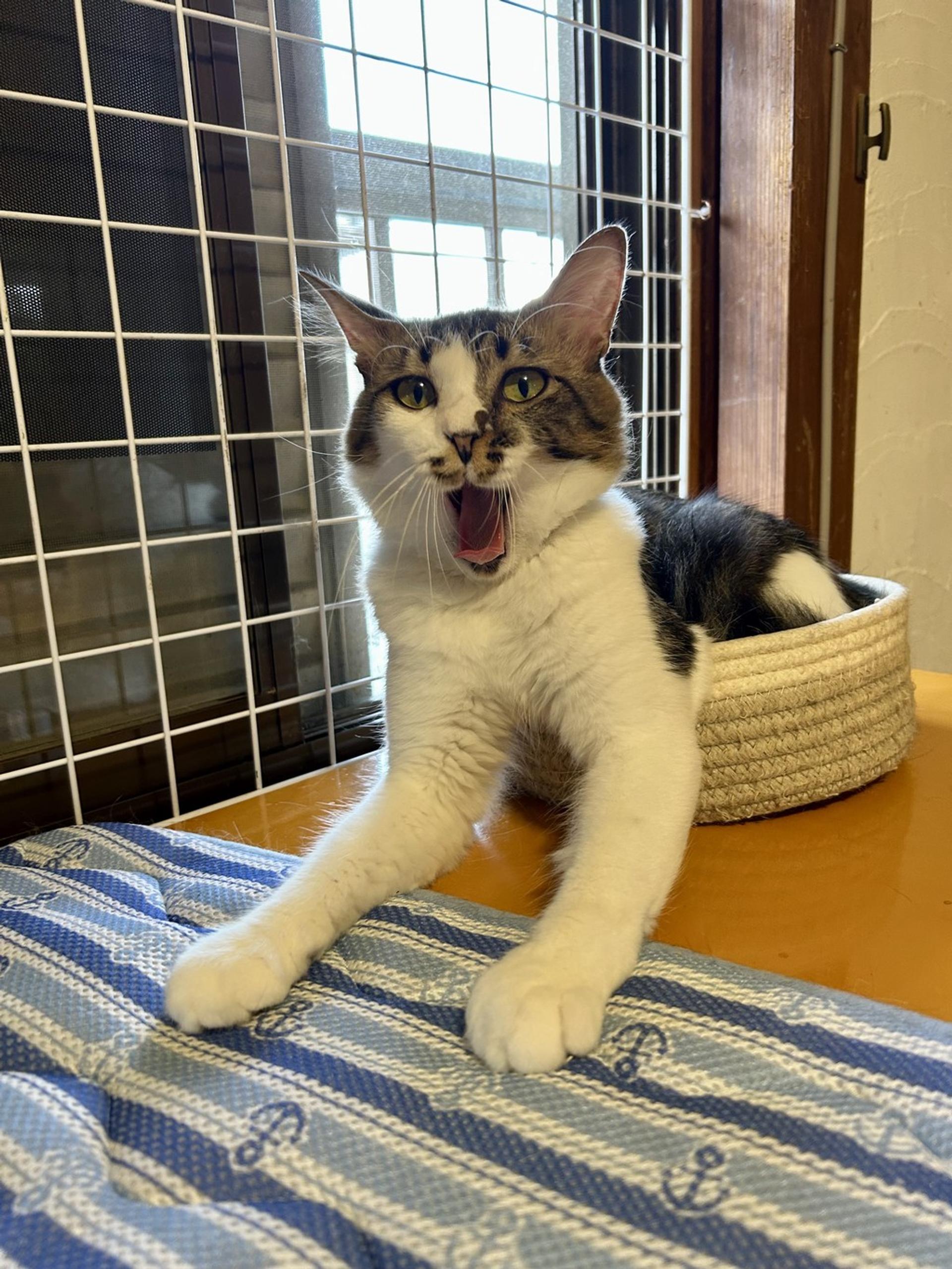 pet-image-9
