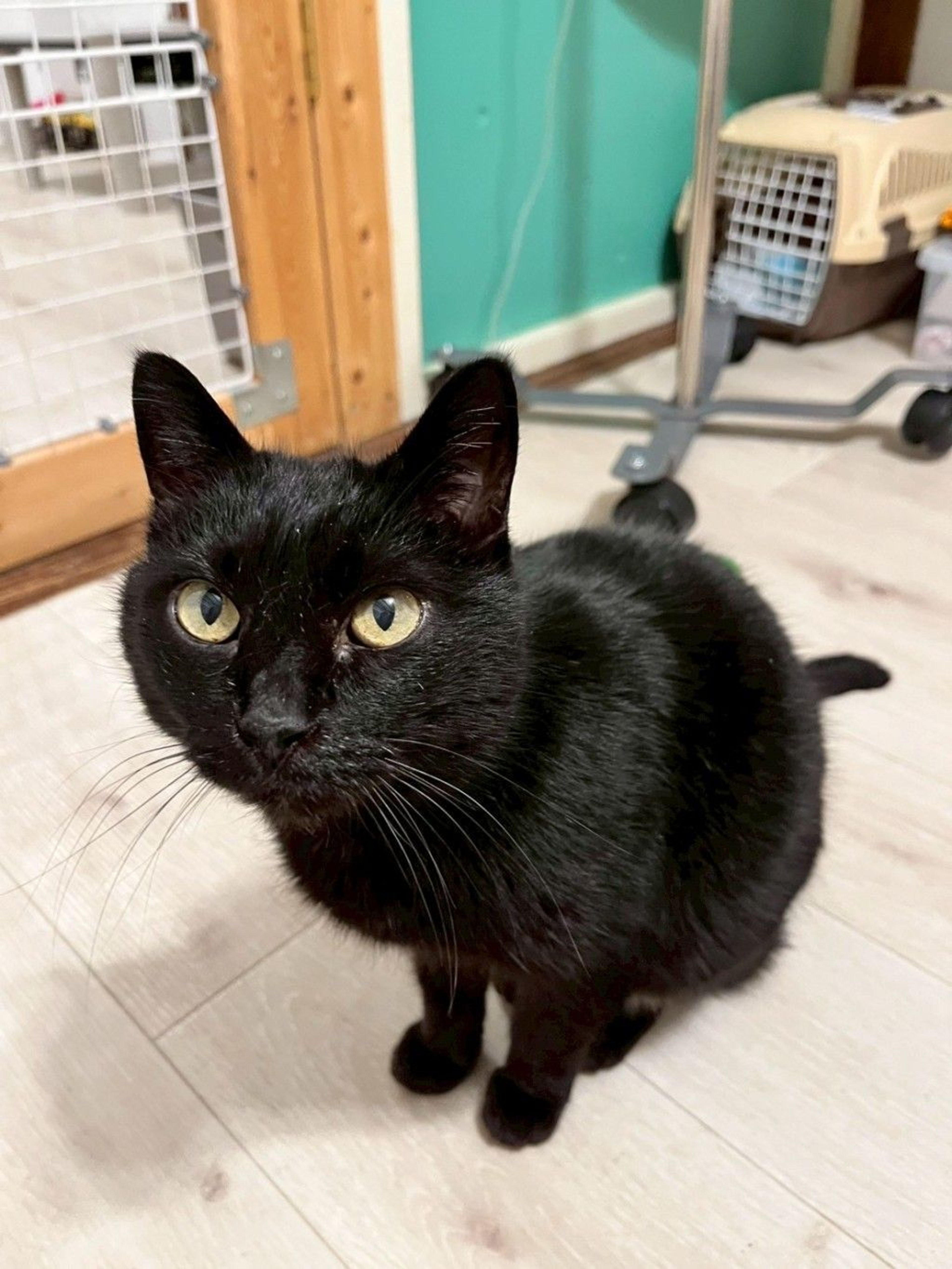 ゆ*ら様 超ビッグ全身黒猫ちゃん＆全部黒猫ちゃん　コヤンイサムチョン　フリルトー 超ビッグ全身黒猫ちゃん＆全部黒猫ちゃん コヤンイサムチョン