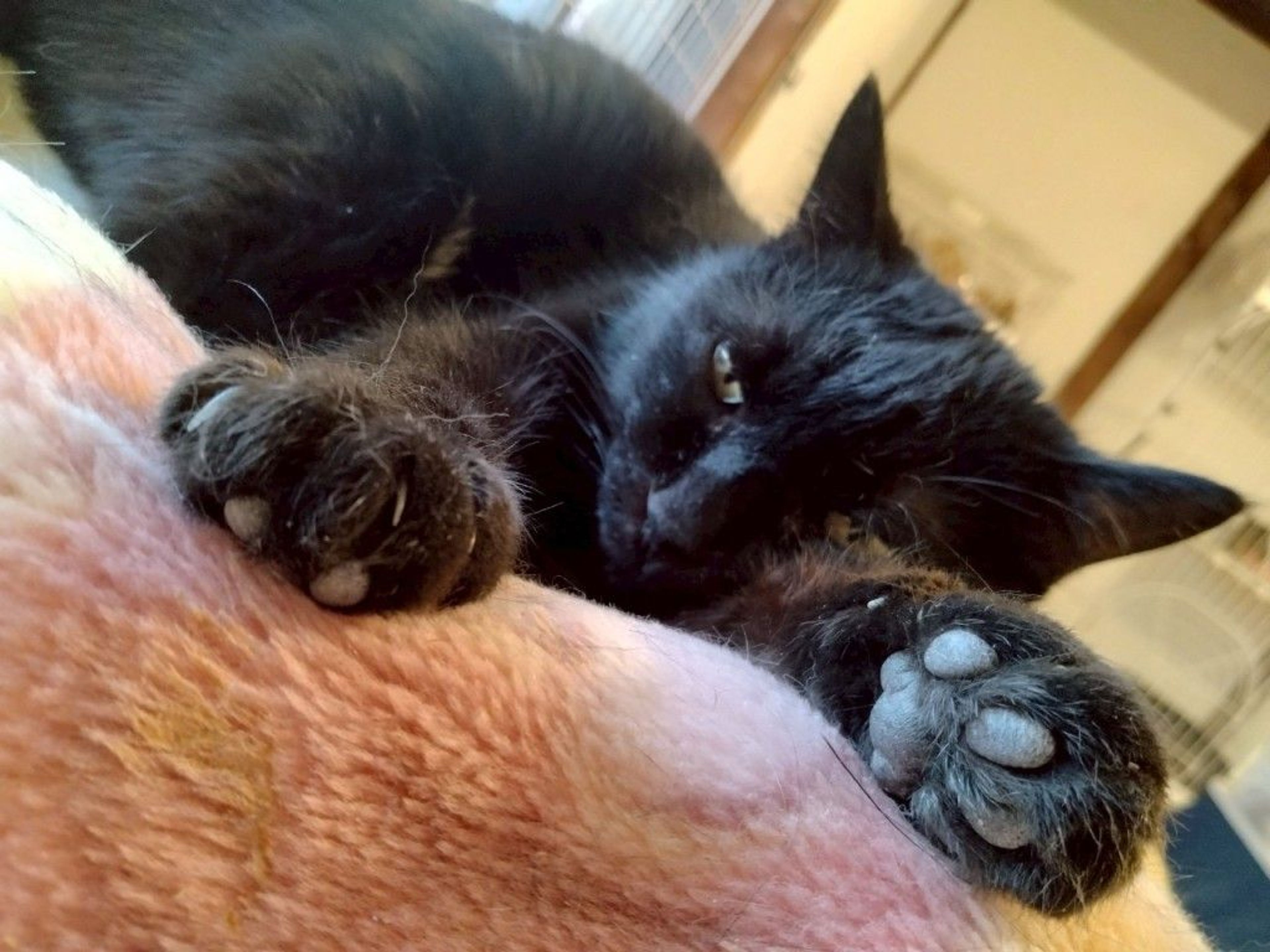 一人っコ向き♪お姫様気質の黒猫ちゃん | 雑種（ミックス猫） | Enn