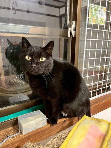 雑種（ミックス猫）・メスの里親募集の写真