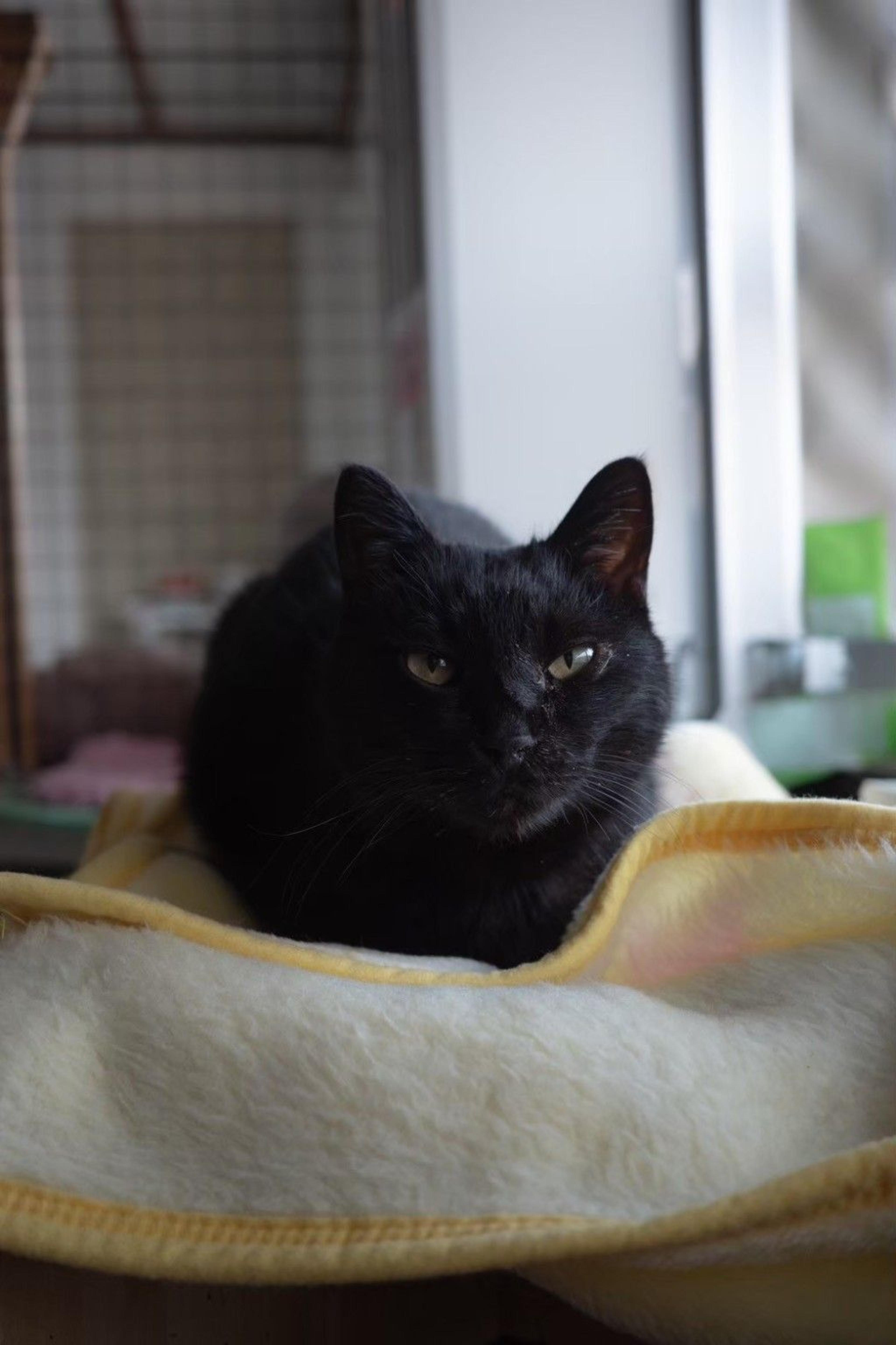 pet-image-5