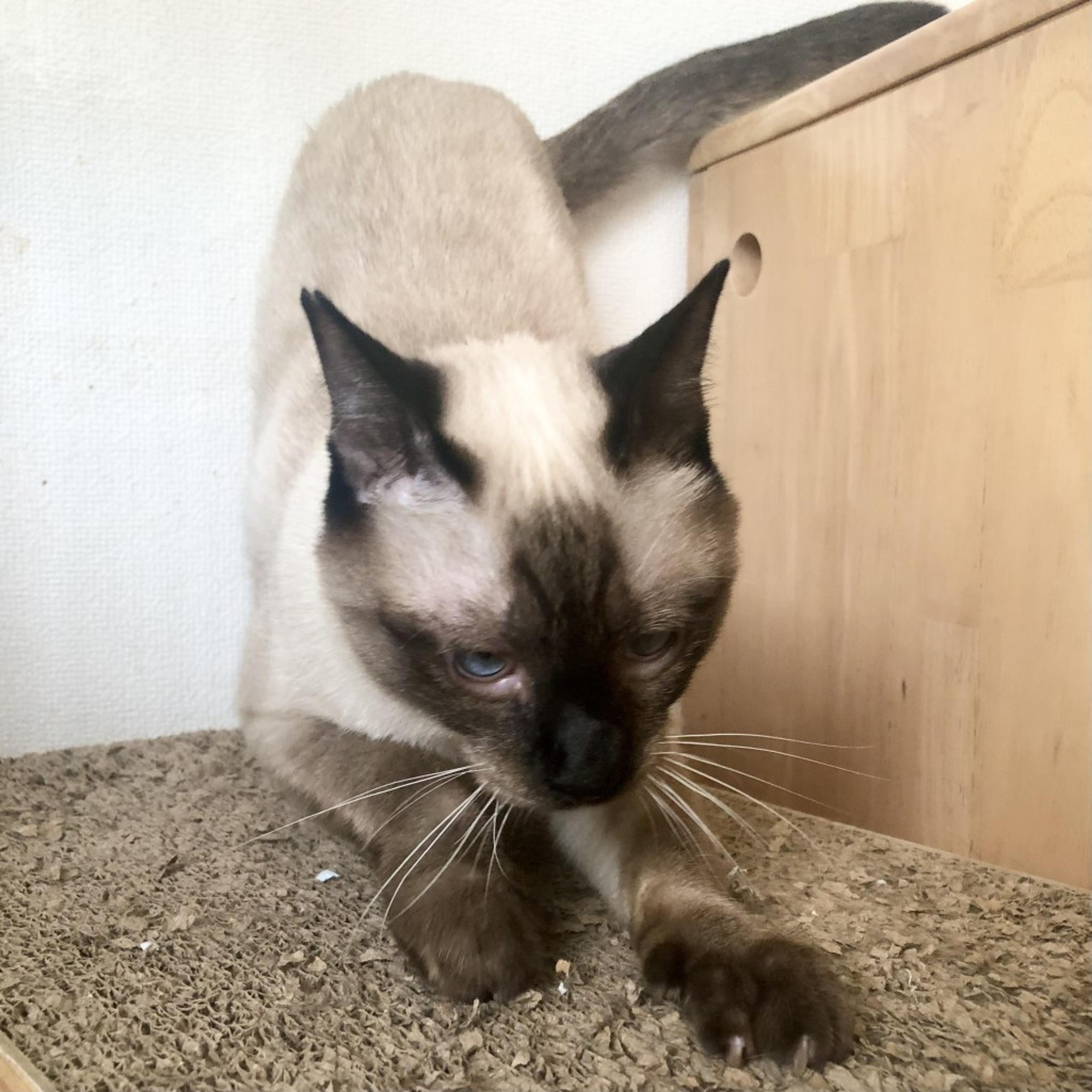 pet-image-5