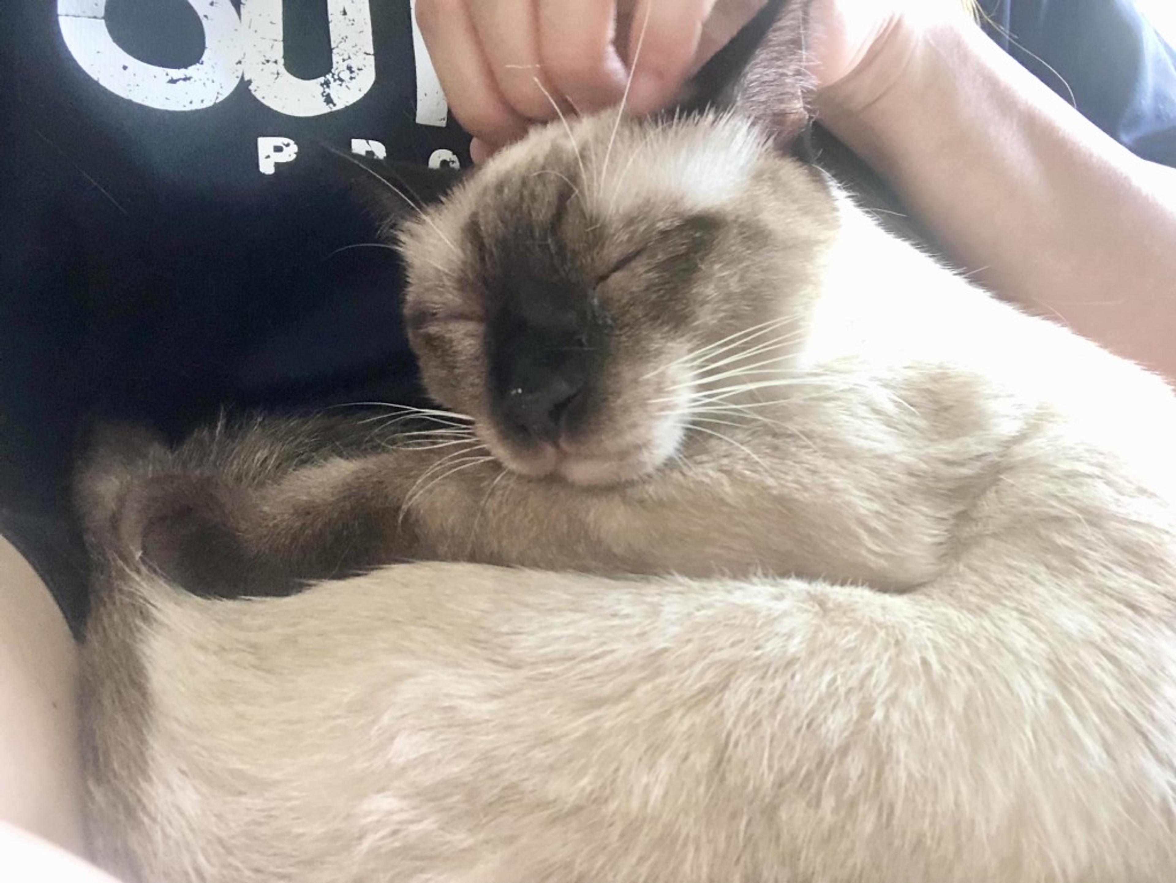 pet-image-3