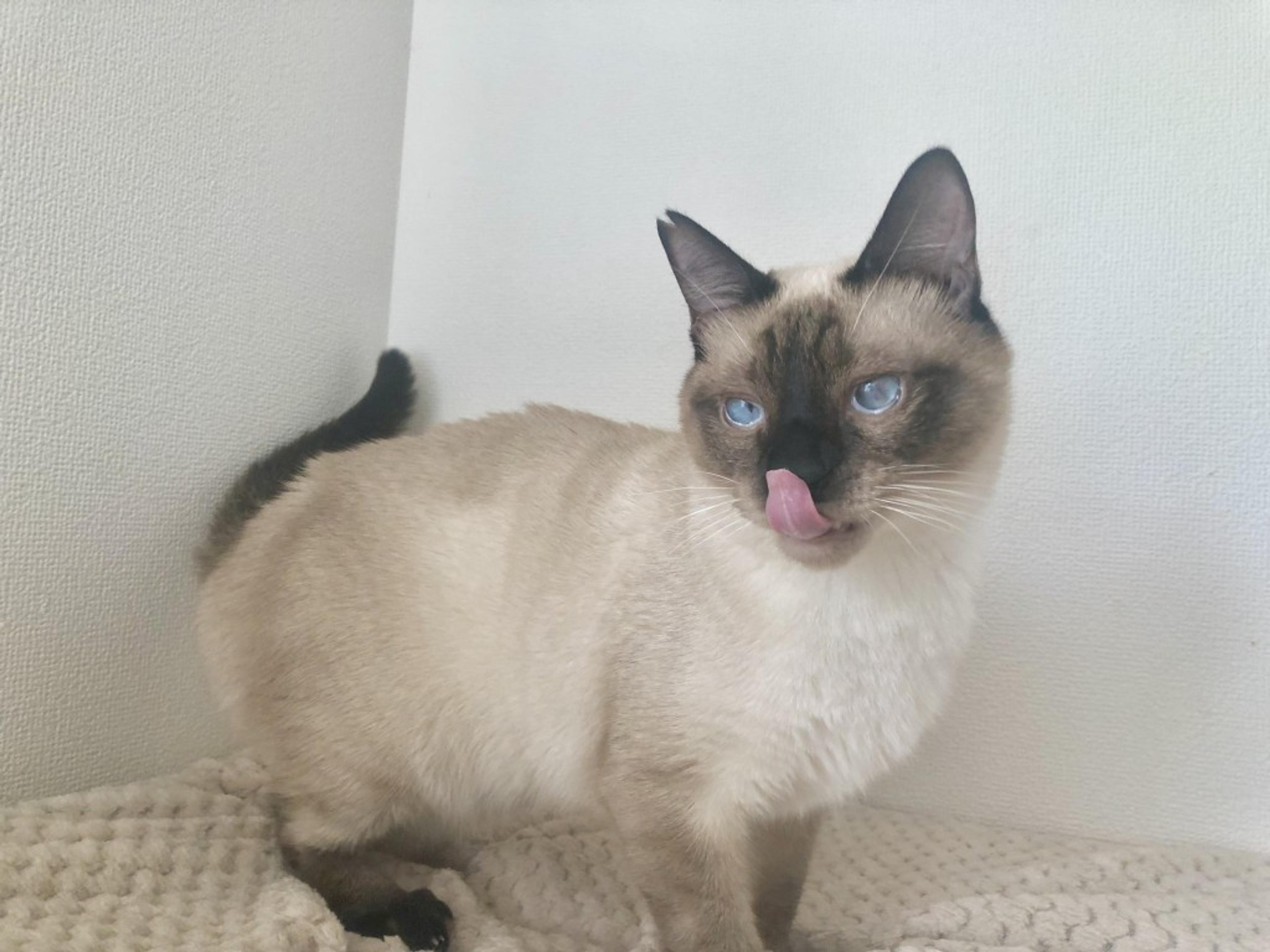pet-image-2
