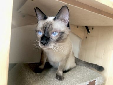 17日(土)譲渡会 石垣島から上京！人馴れ○穏やかな性格のデビッドくん