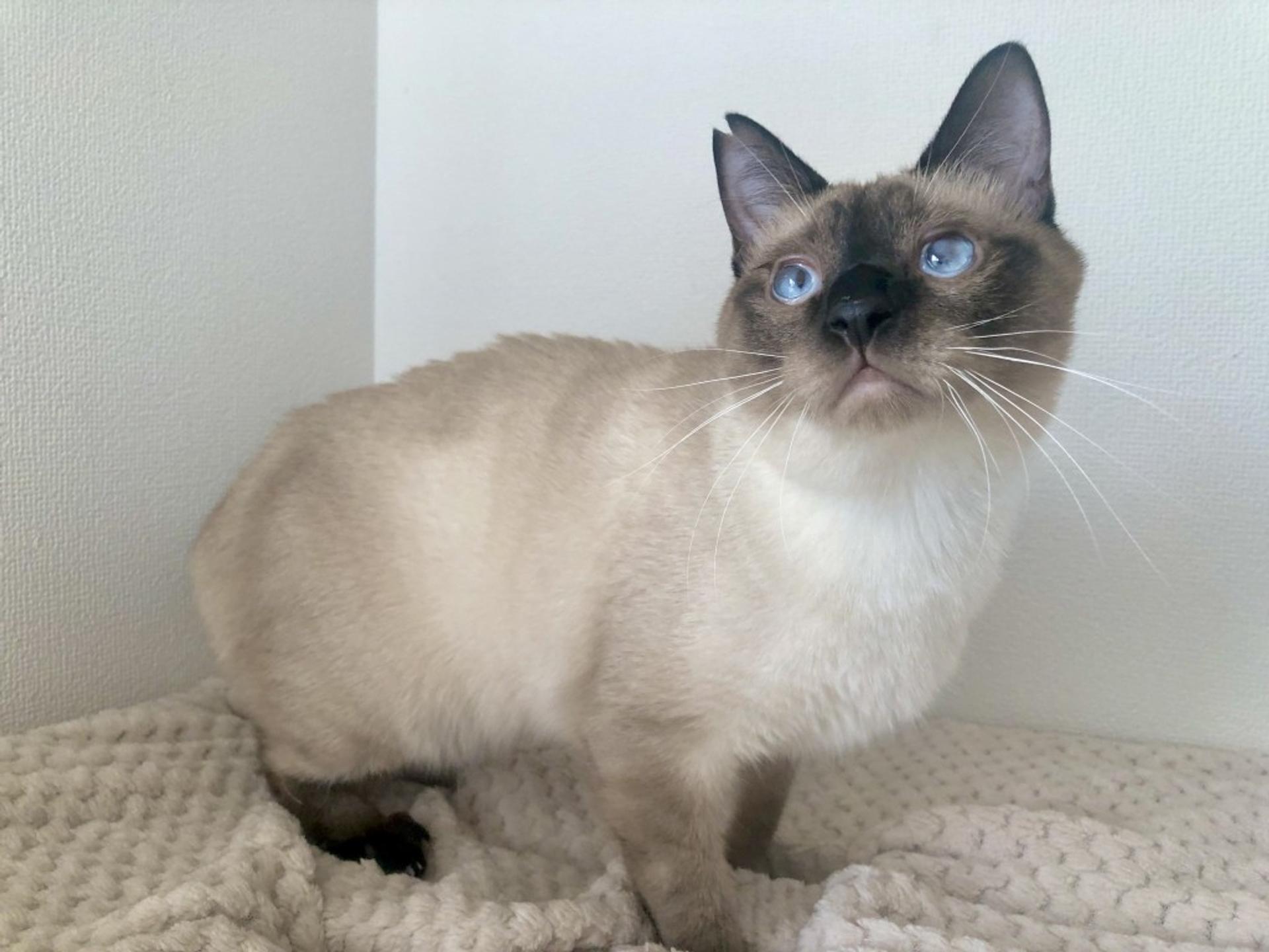 pet-image-4