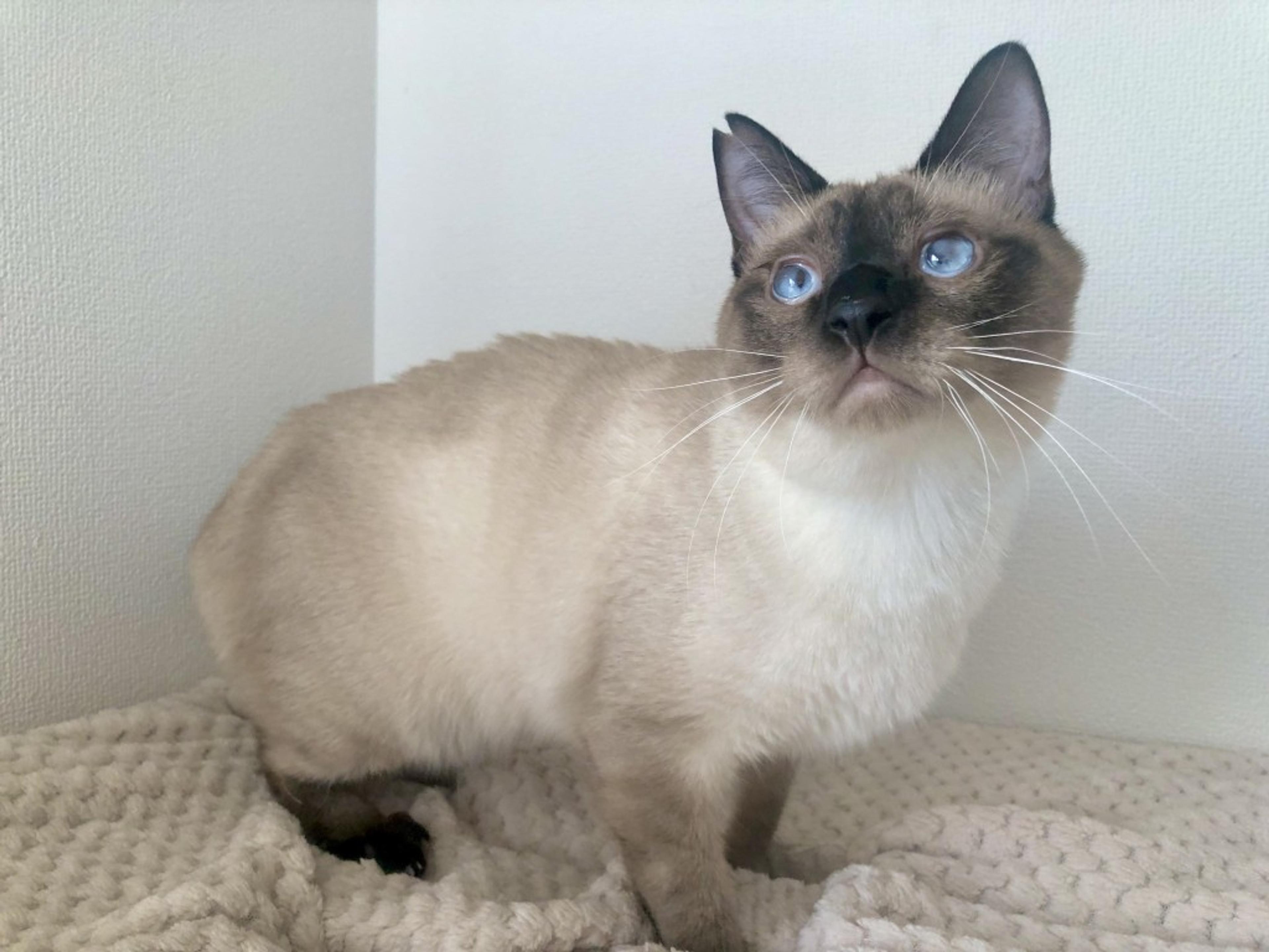 pet-image-4