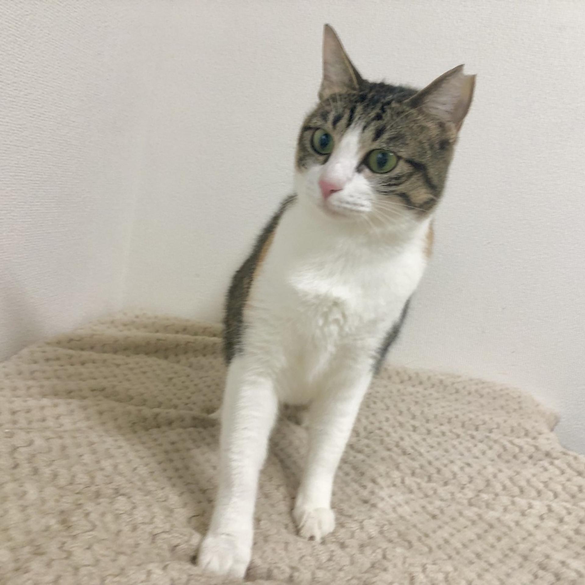 pet-image-5