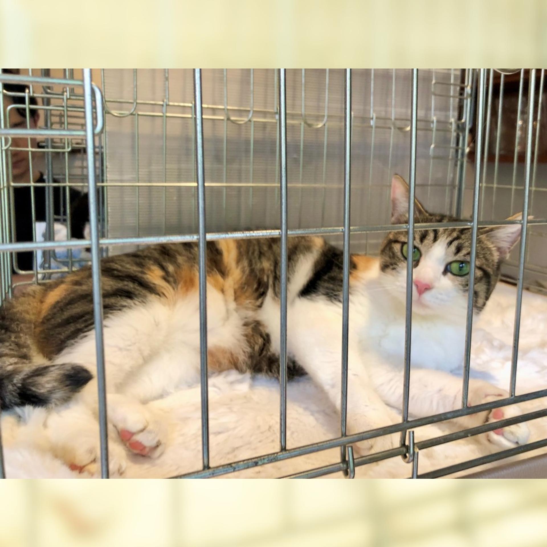 pet-image-4