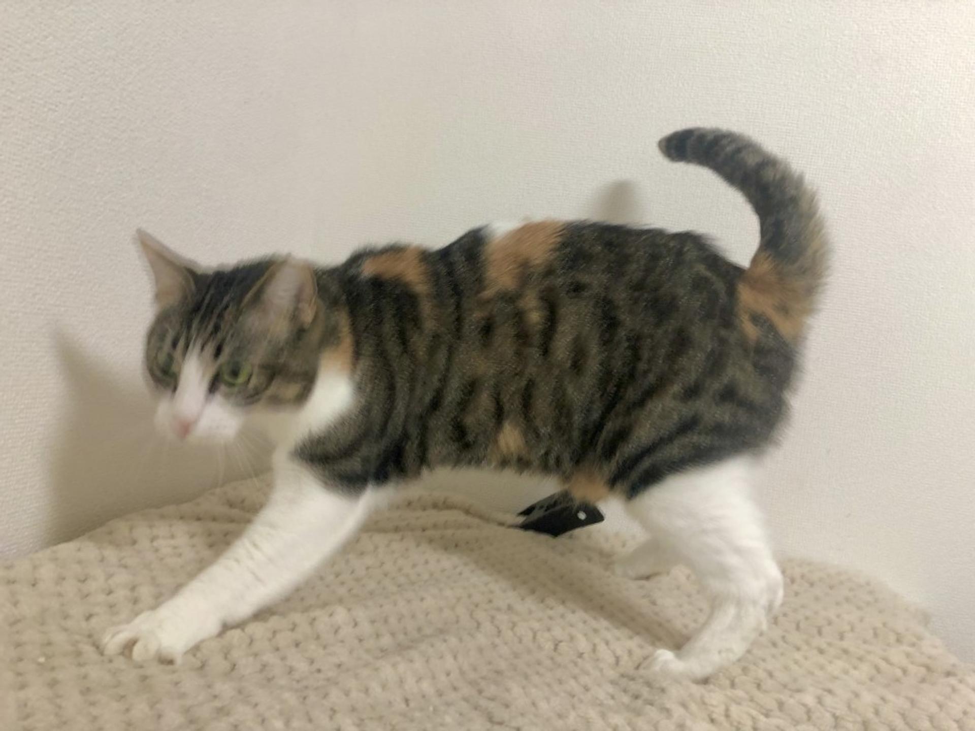 pet-image-7