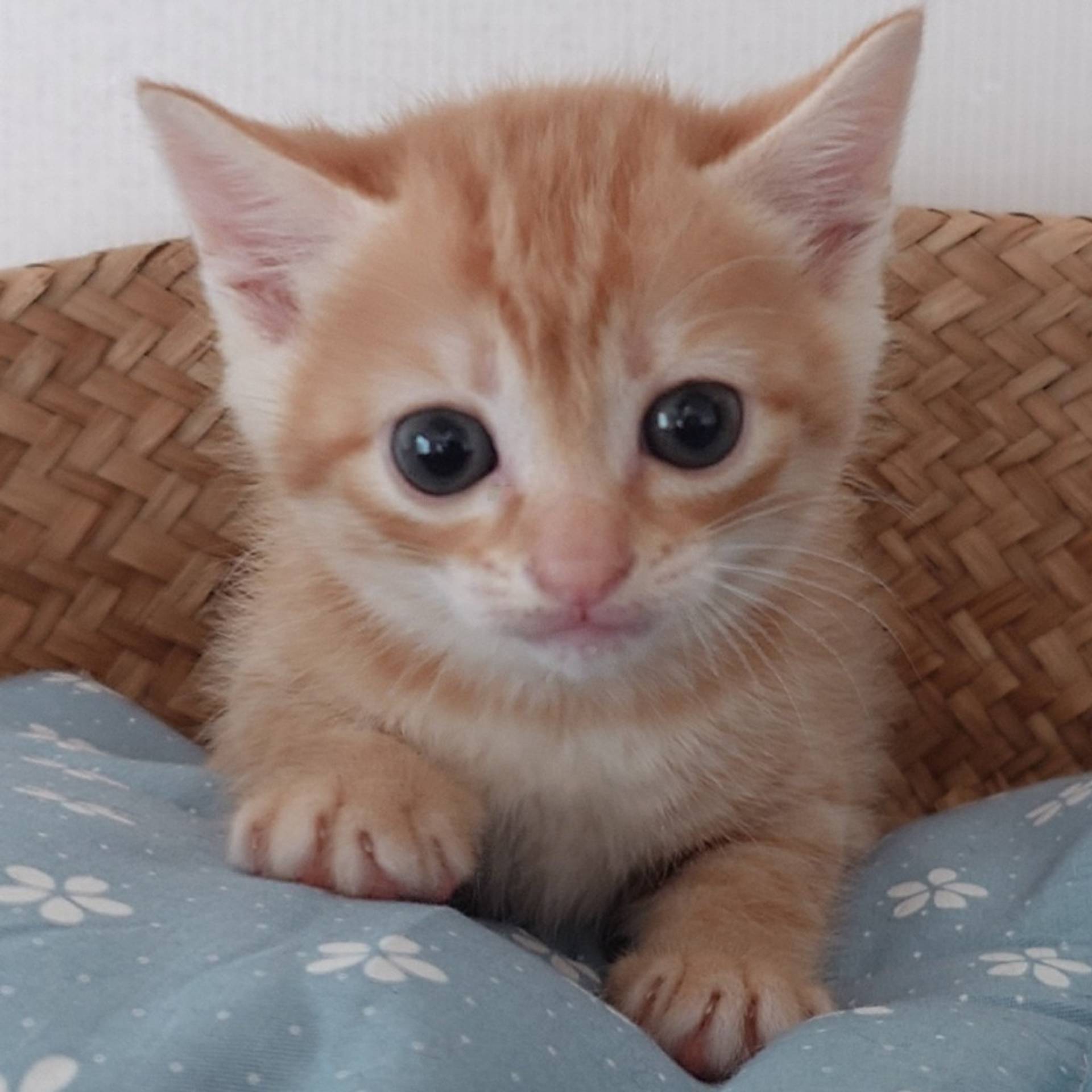 雑種（ミックス猫）・メスの里親募集の写真