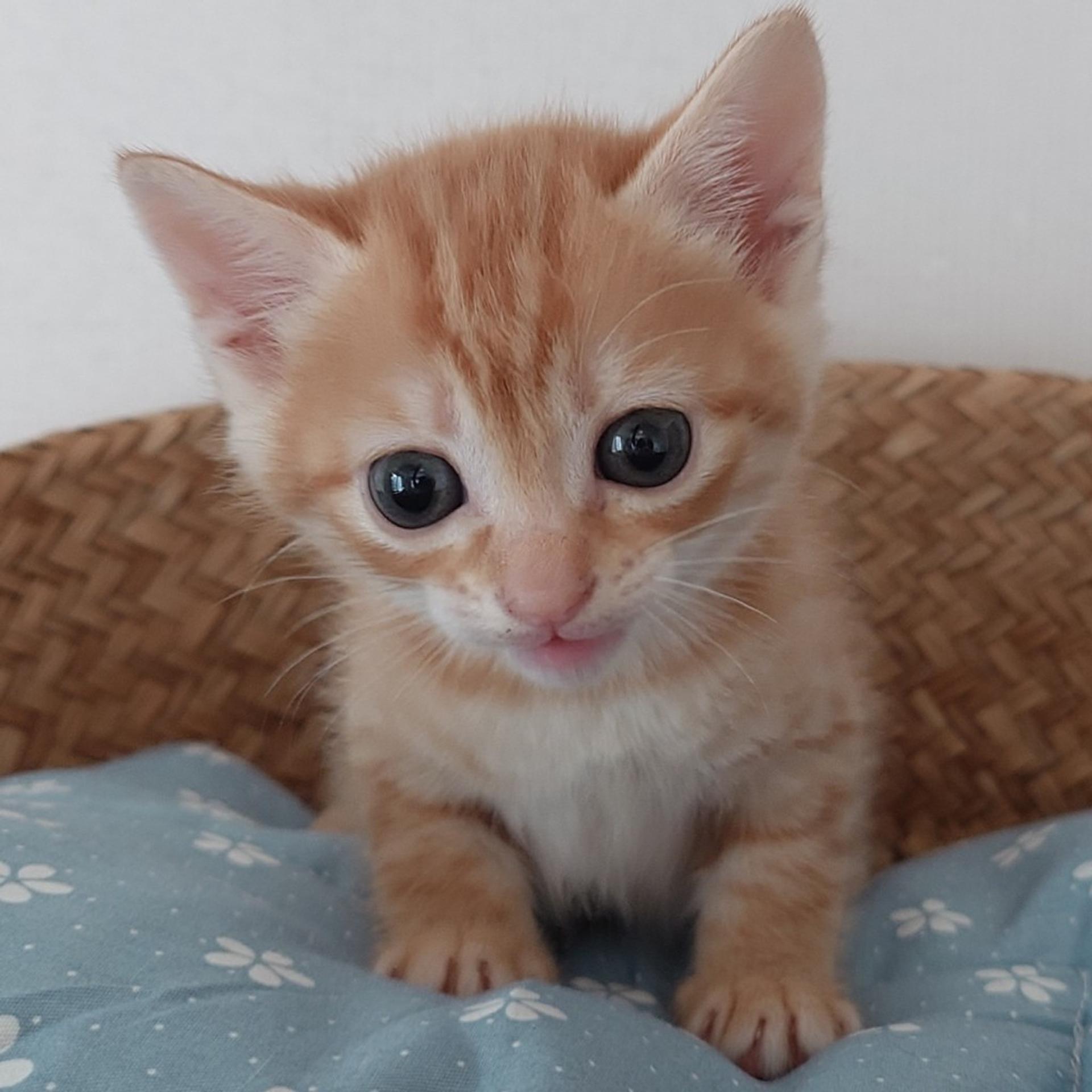 pet-image-2