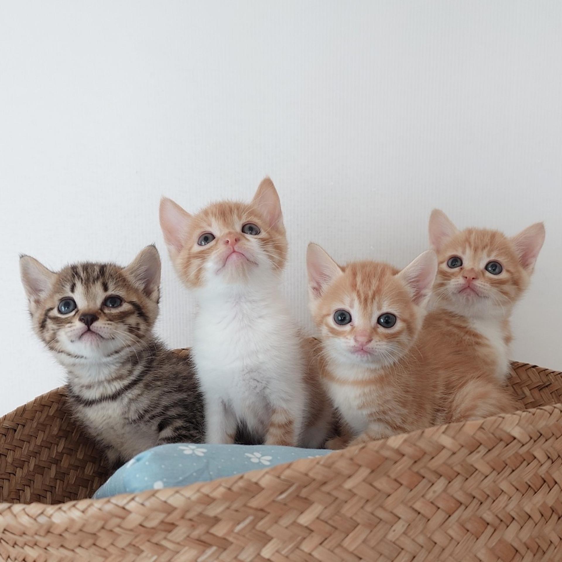 pet-image-7
