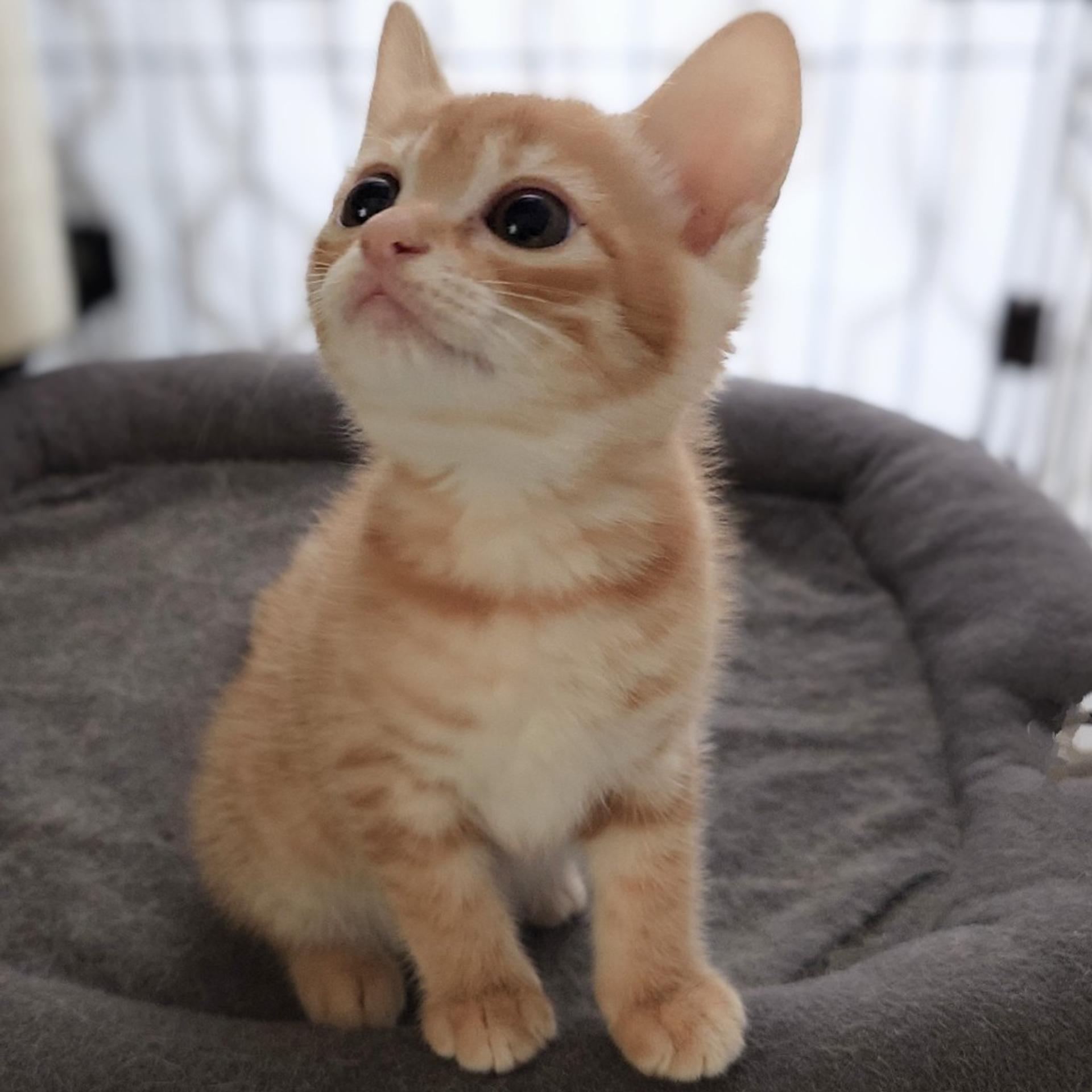 pet-image-4