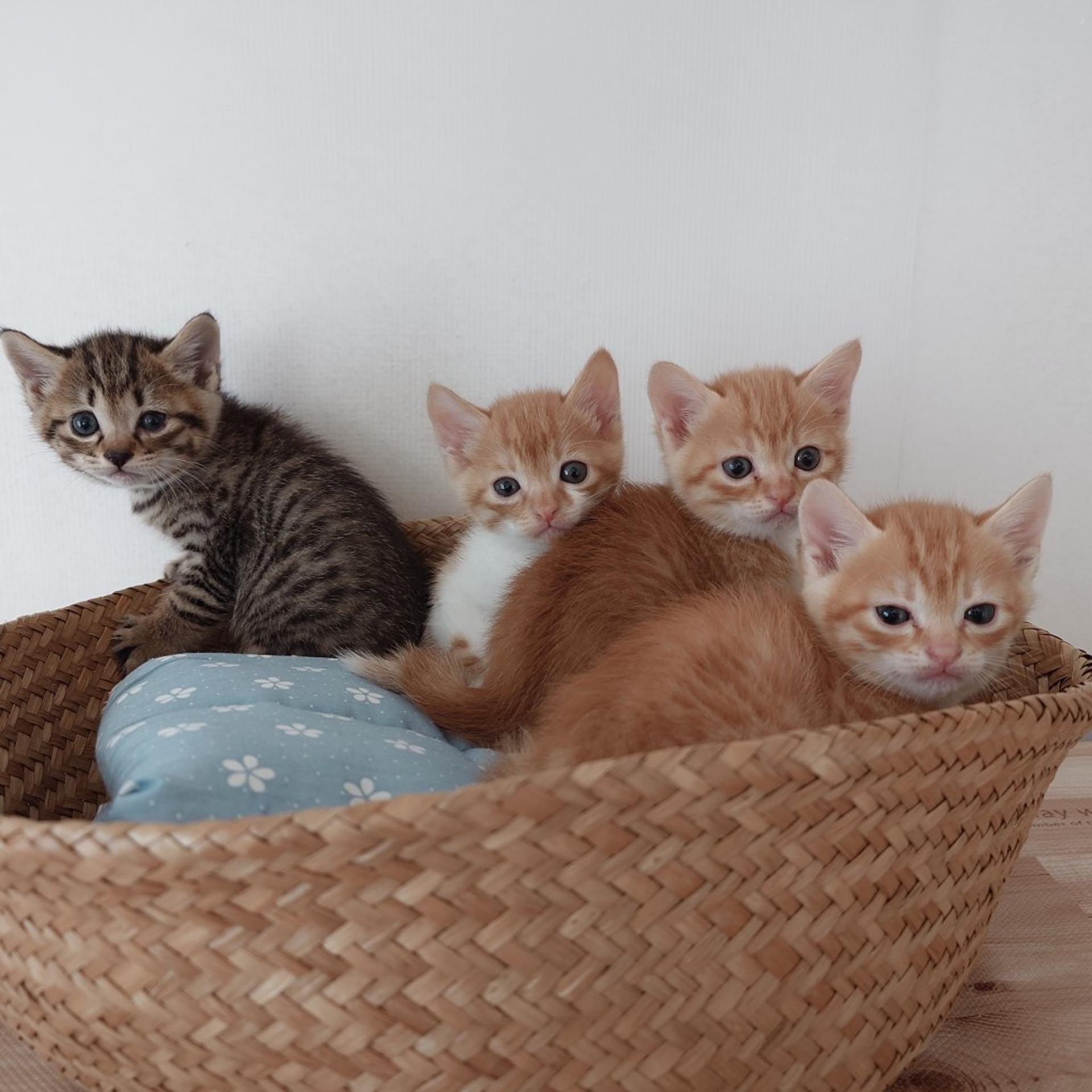 pet-image-9