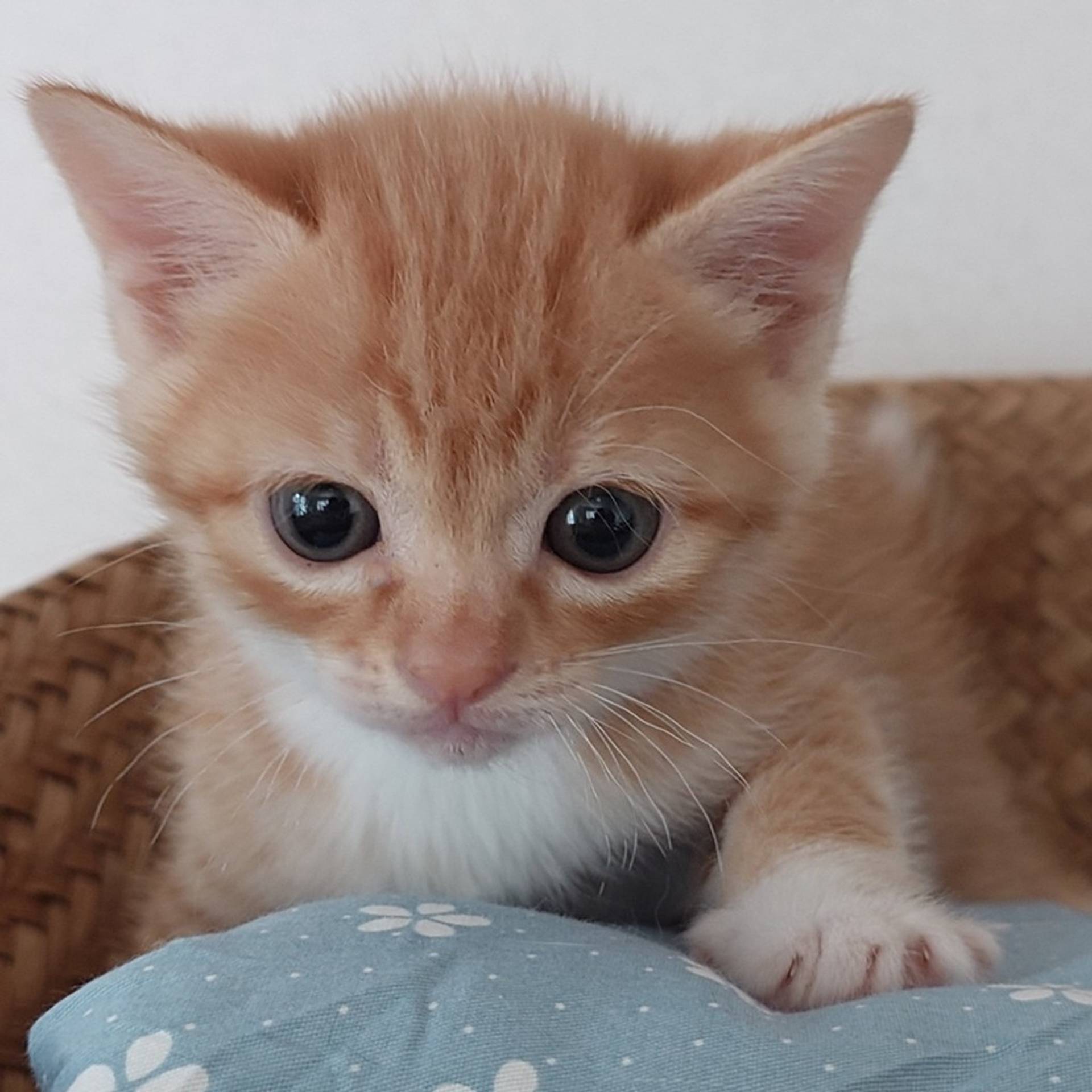 雑種（ミックス猫）・オスの里親募集の写真