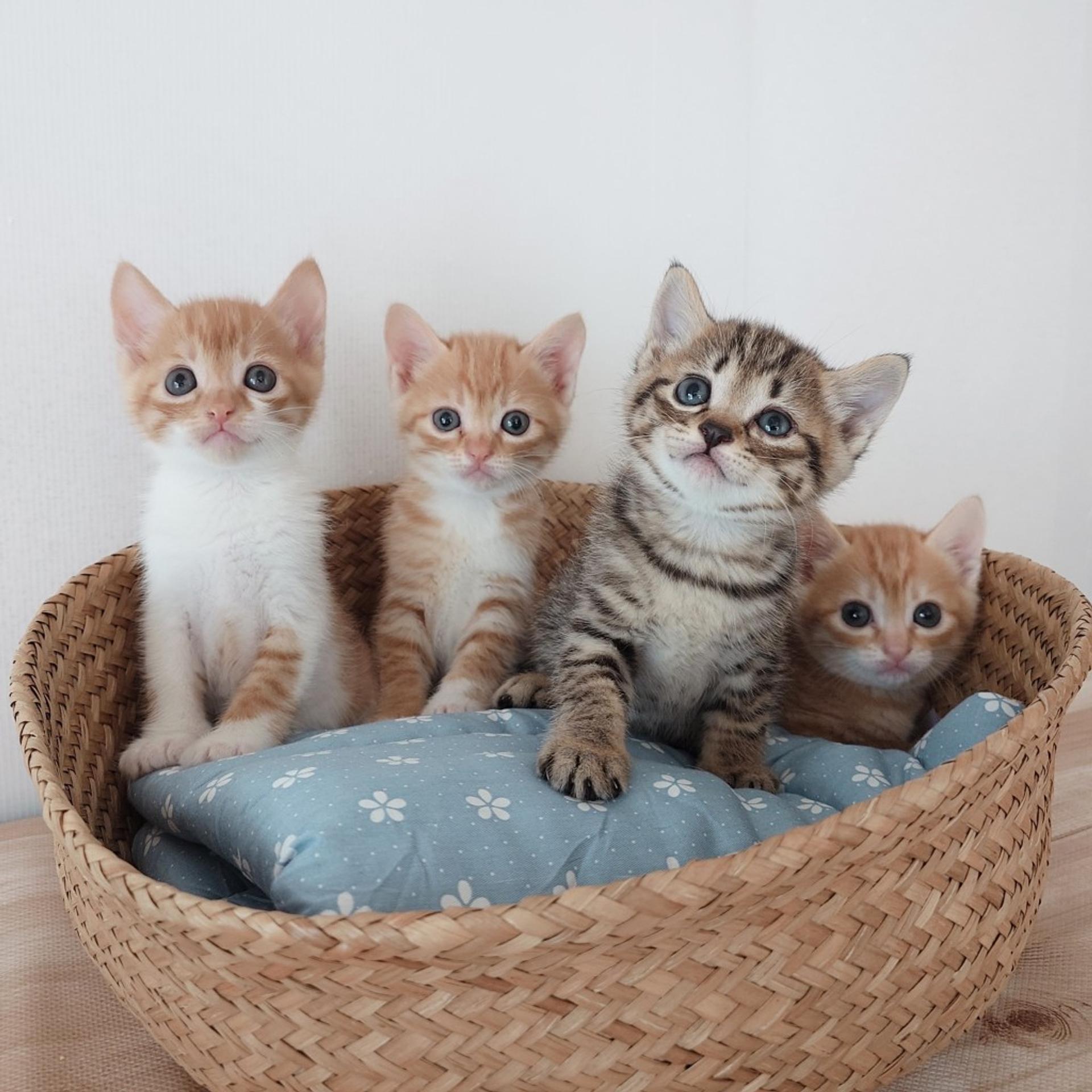 pet-image-9