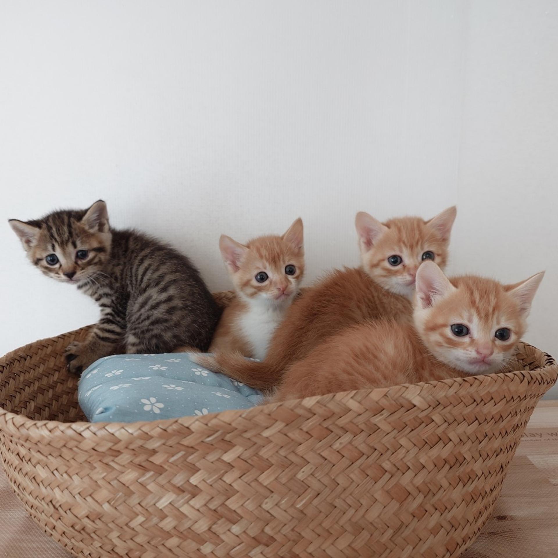 pet-image-6