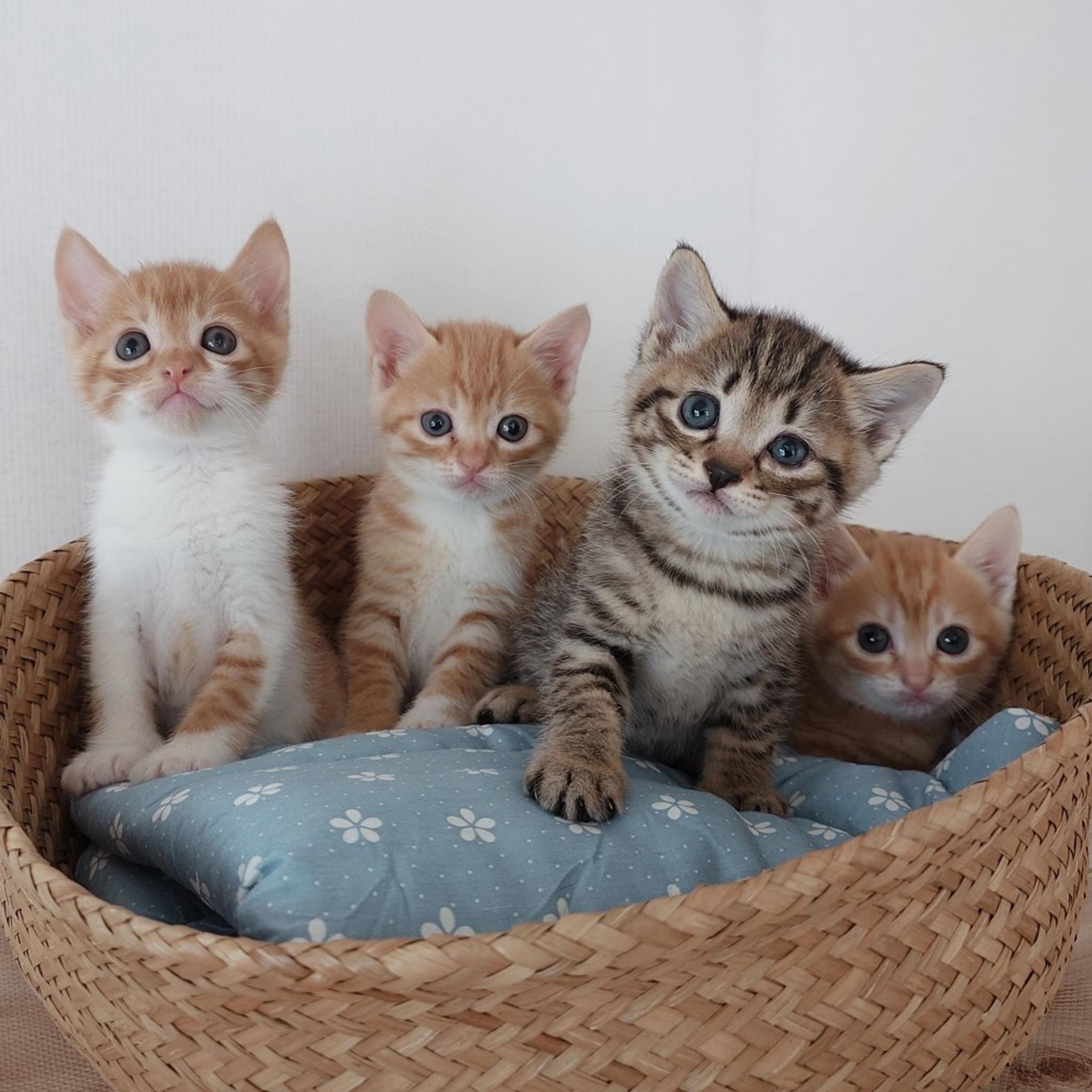 pet-image-7