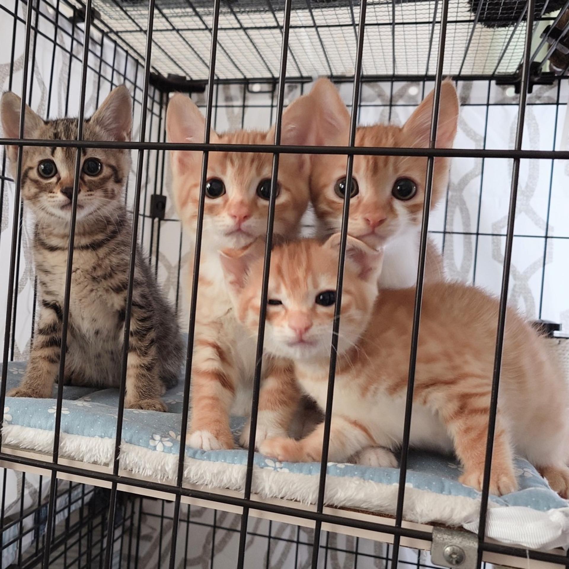 pet-image-4
