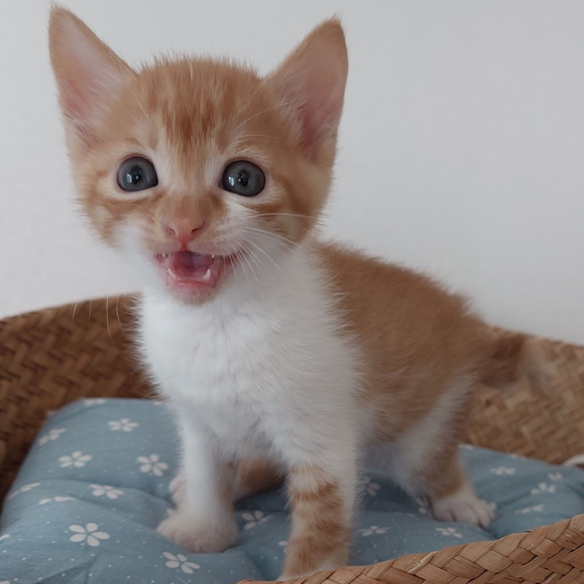 雑種（ミックス猫）・メスの里親募集の写真