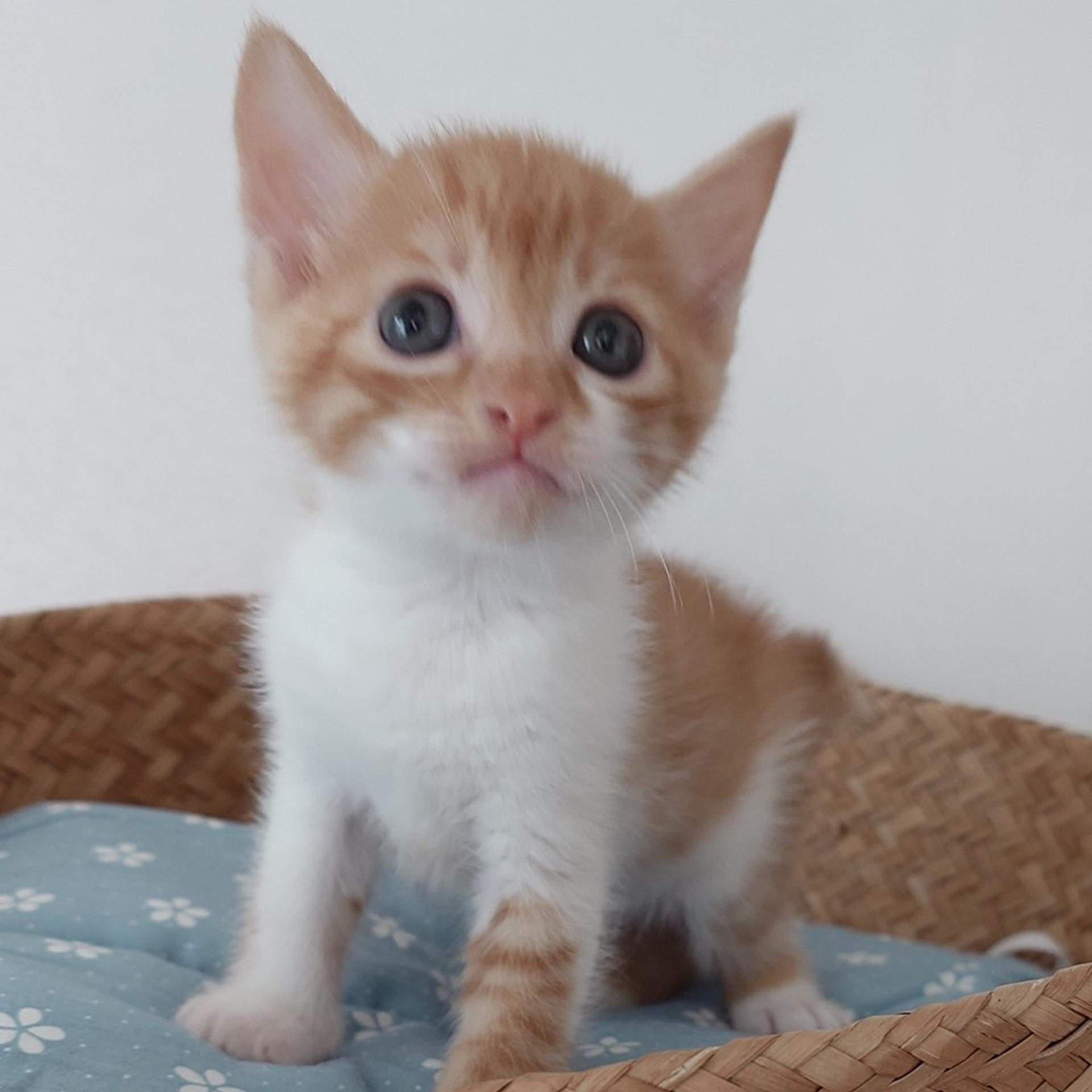 pet-image-5