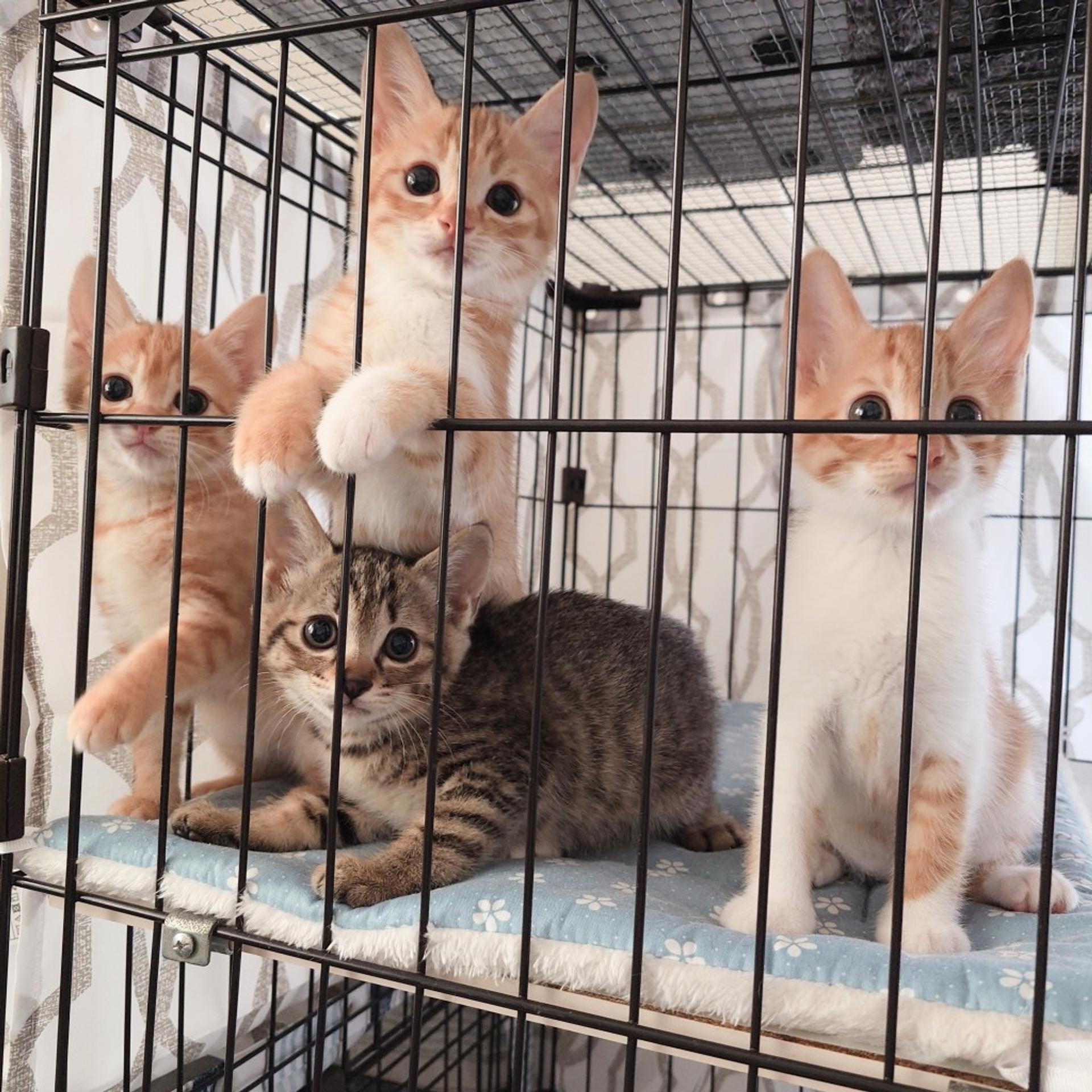 pet-image-9