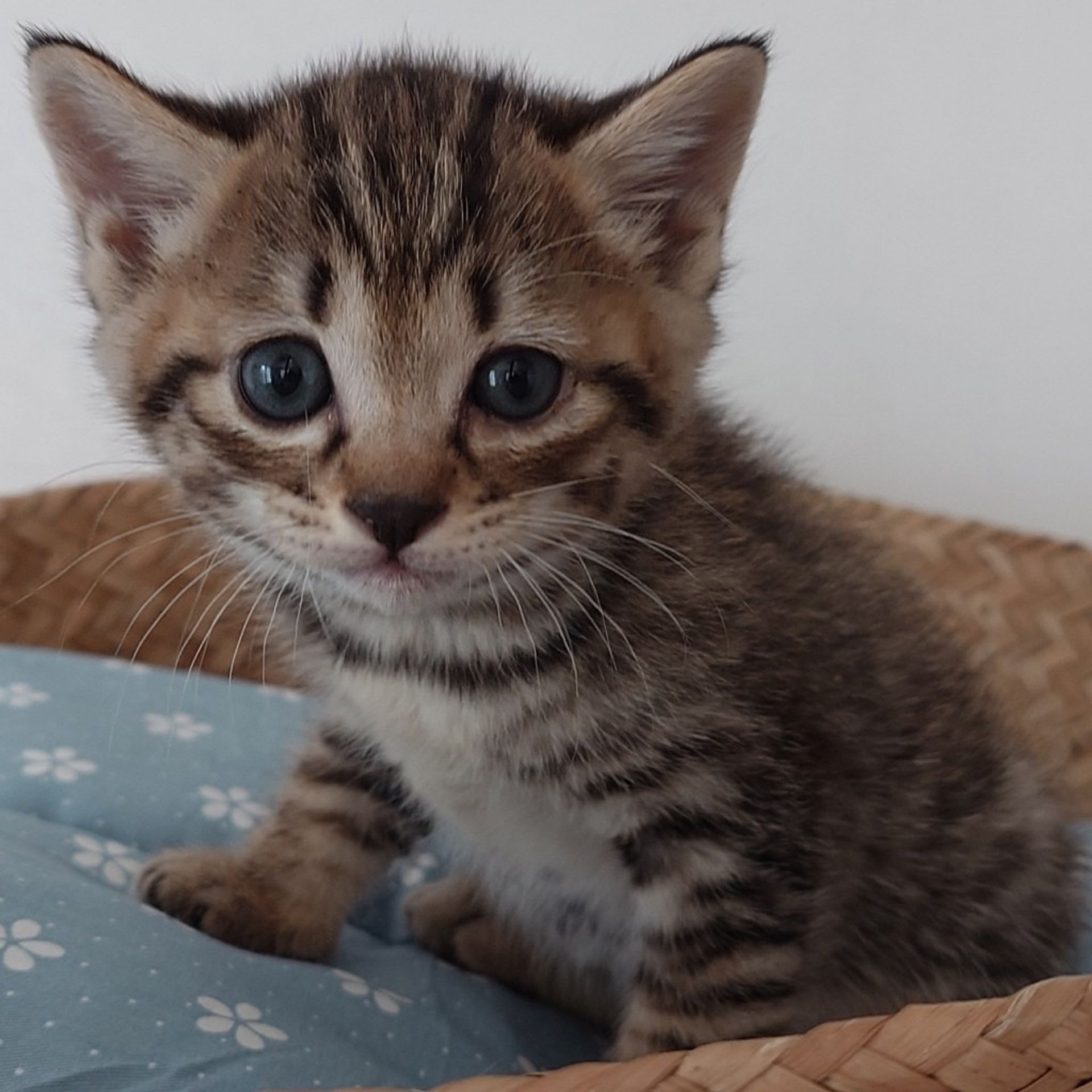 雑種（ミックス猫）・オスの里親募集の写真