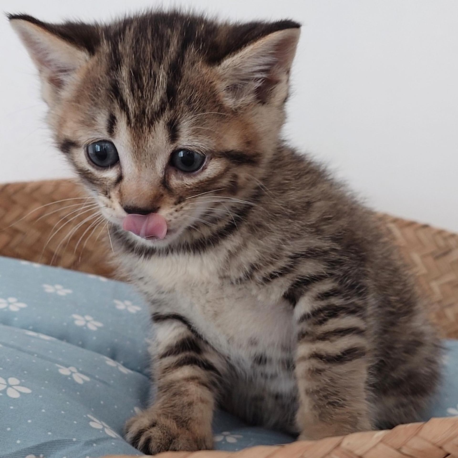 pet-image-2