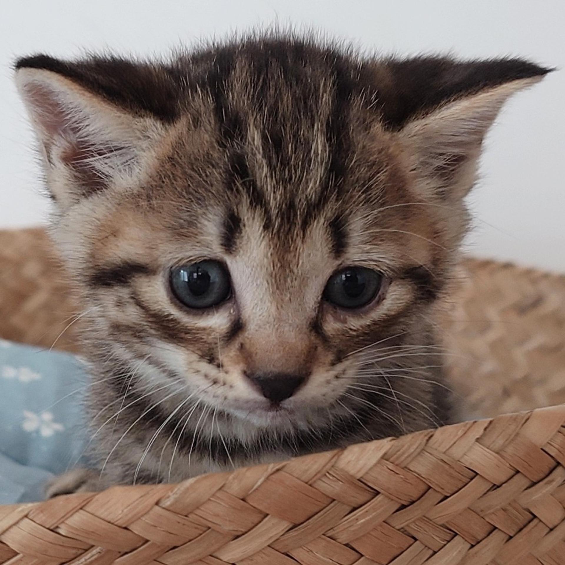 pet-image-3