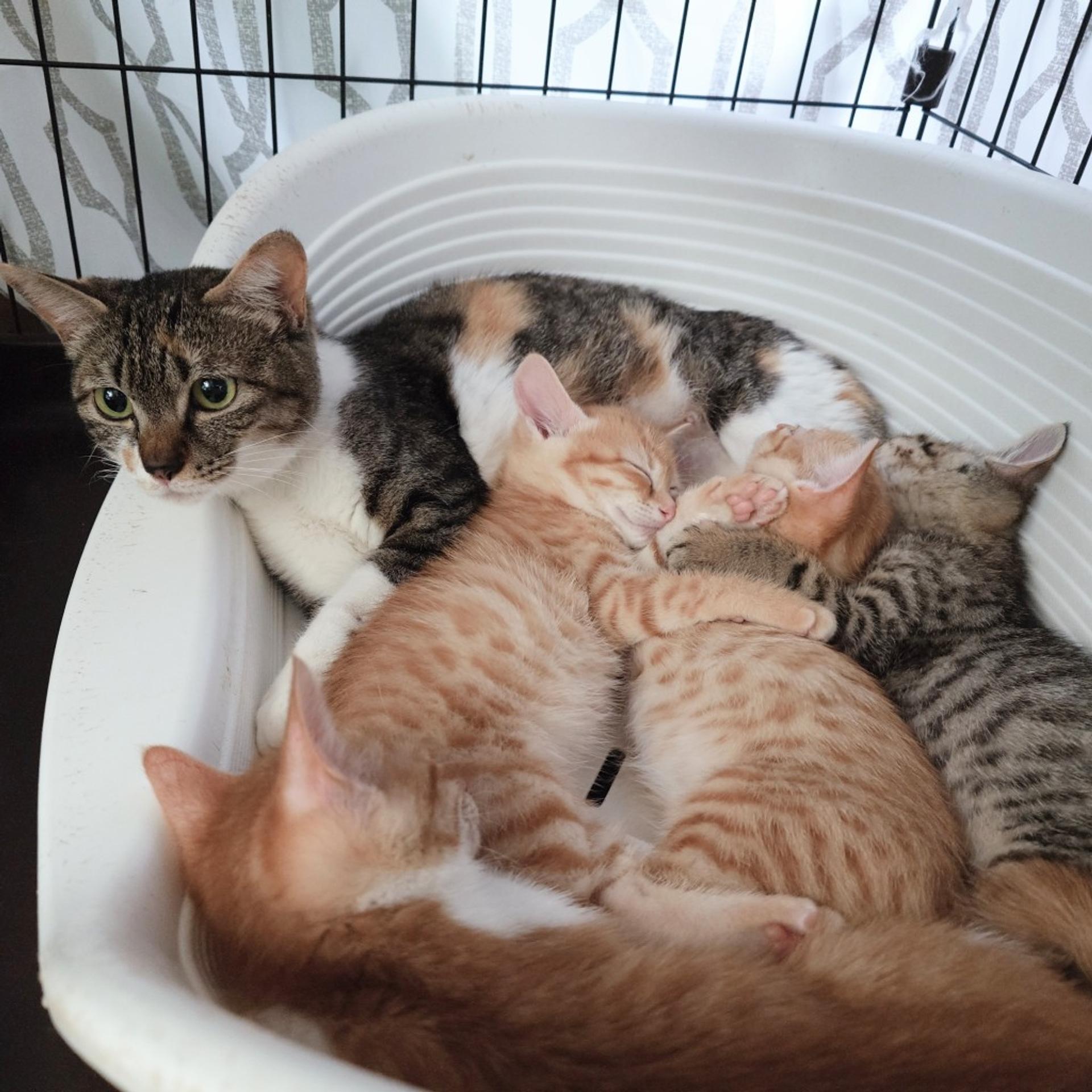 pet-image-5