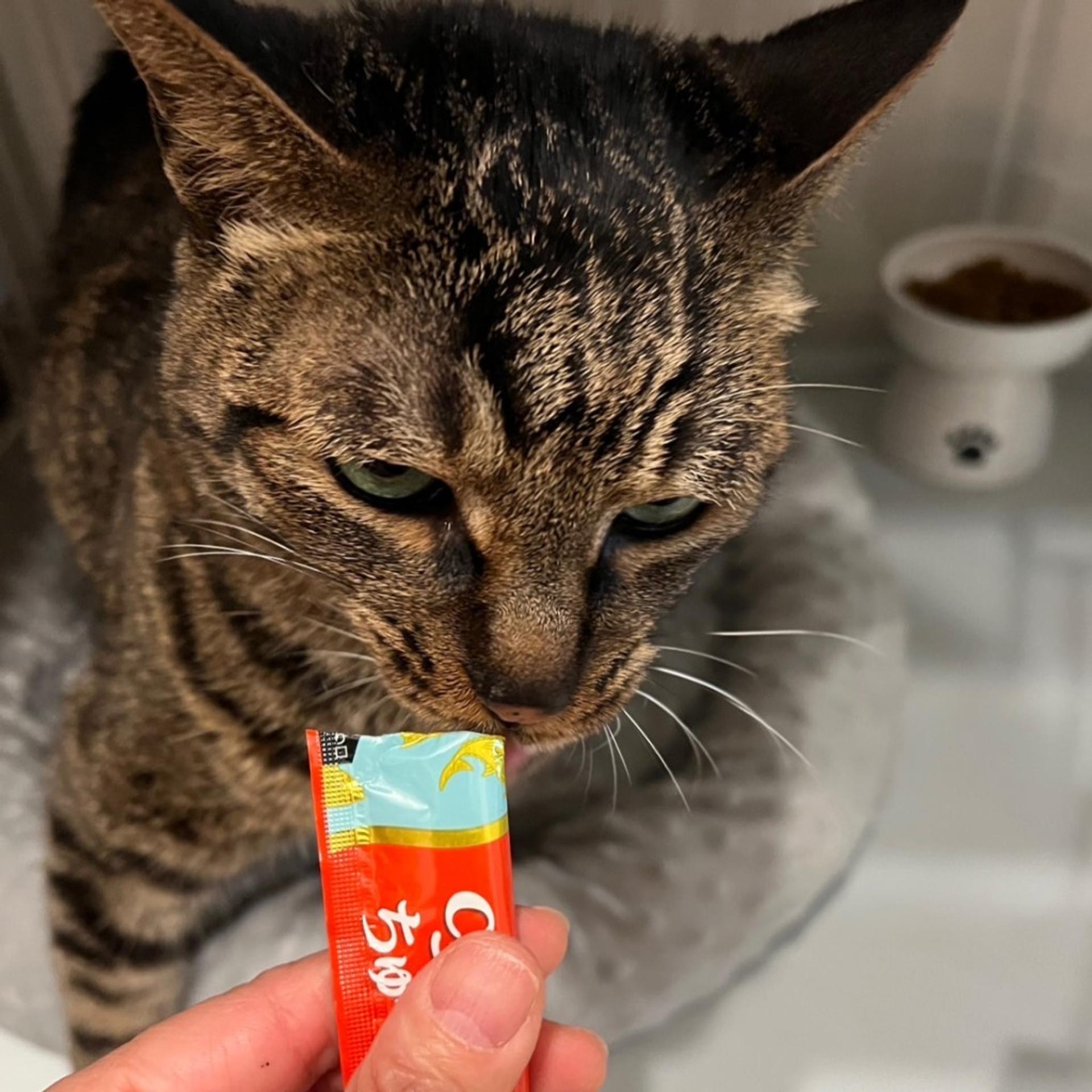pet-image-5