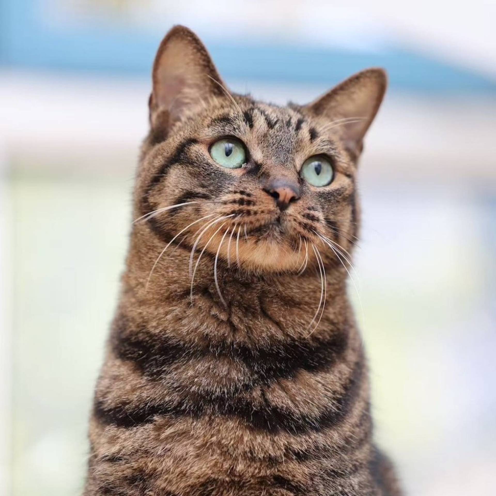 雑種（ミックス猫）・オスの里親募集の写真
