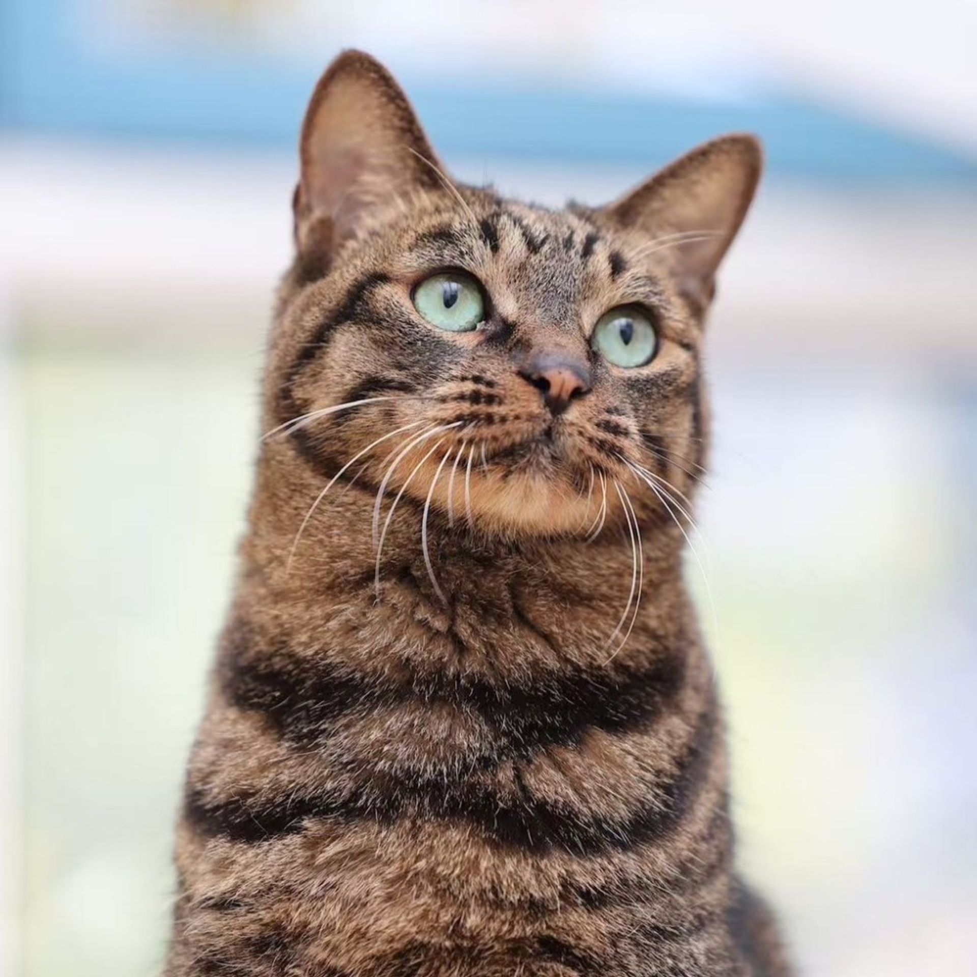 雑種（ミックス猫）・オスの里親募集の写真