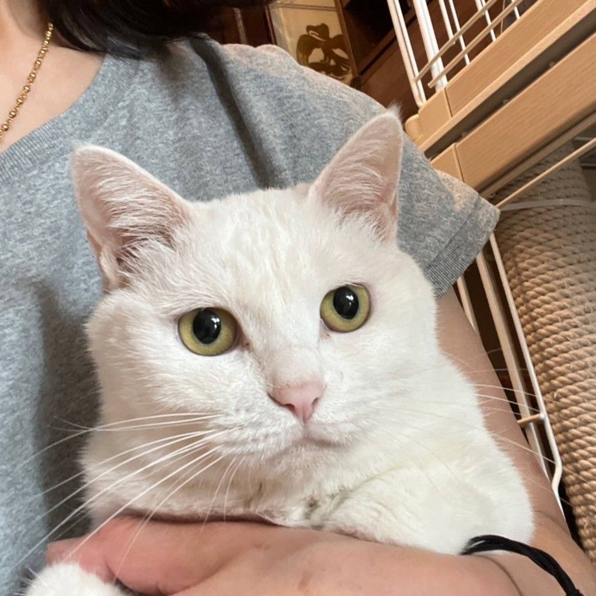 雑種（ミックス猫）・メスの里親募集の写真