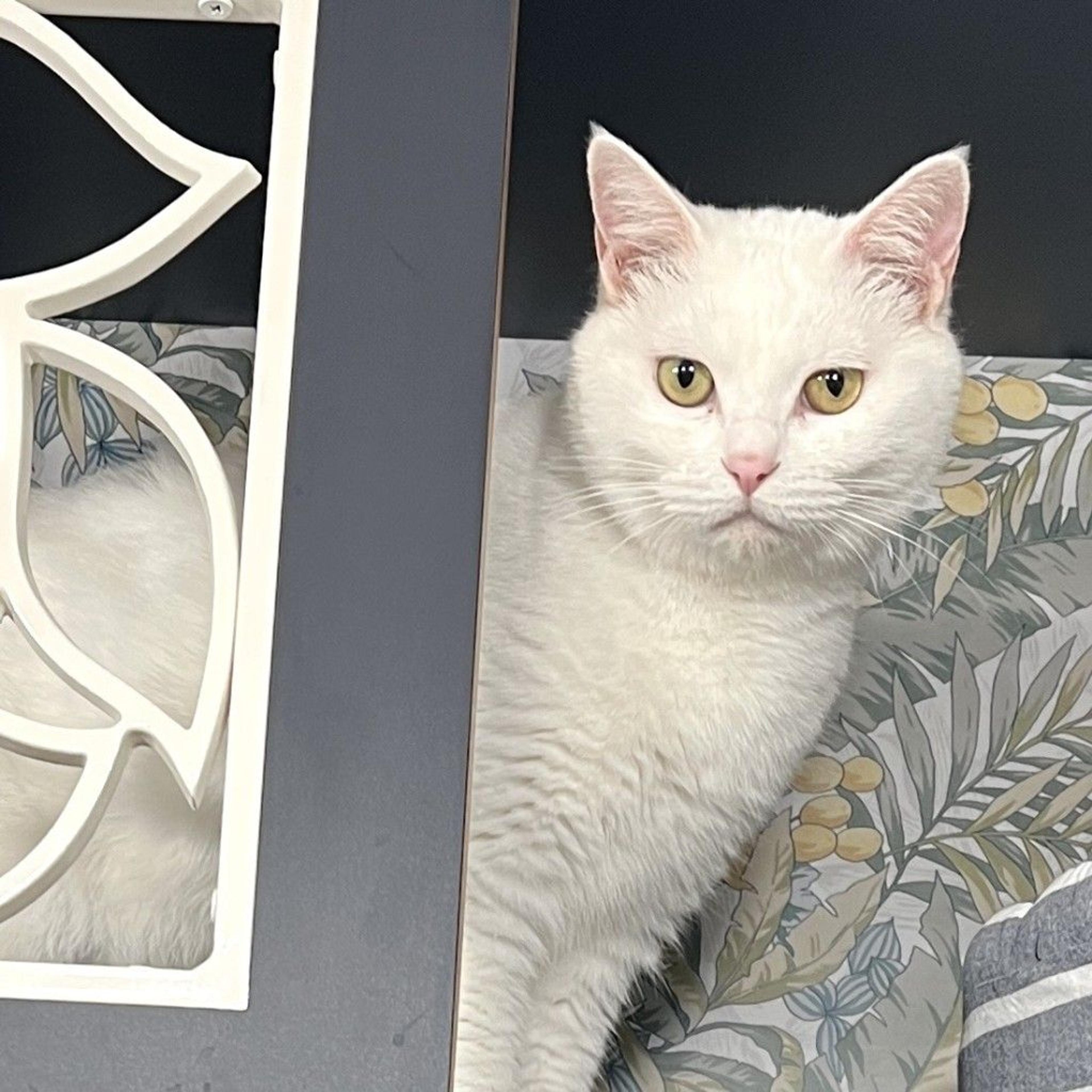 pet-image-2