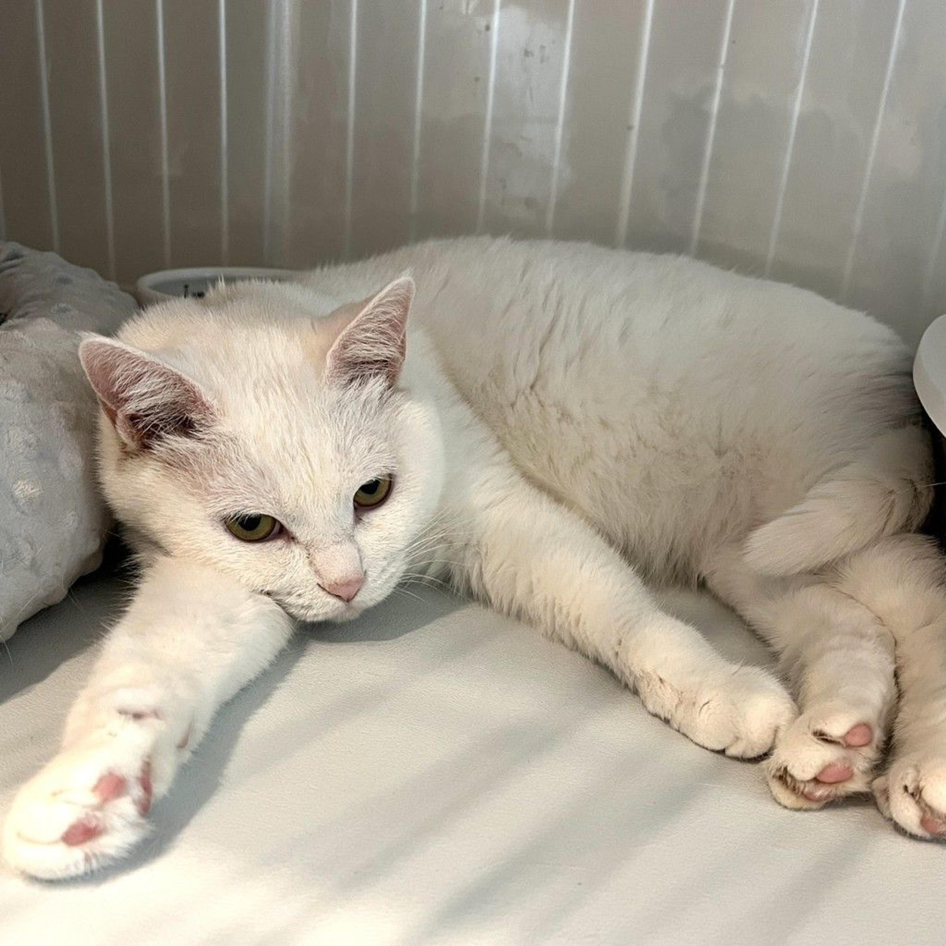 pet-image-3