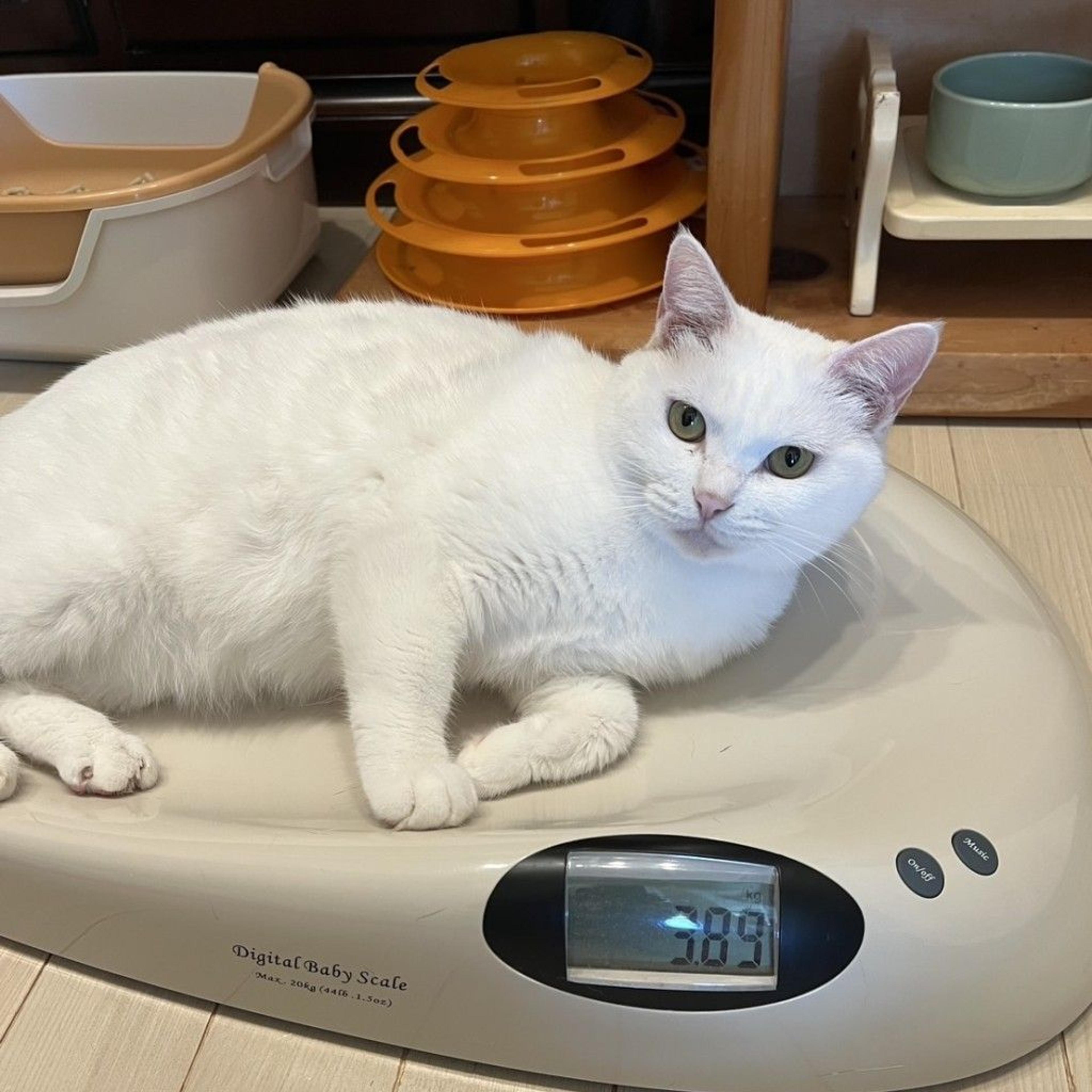 pet-image-5