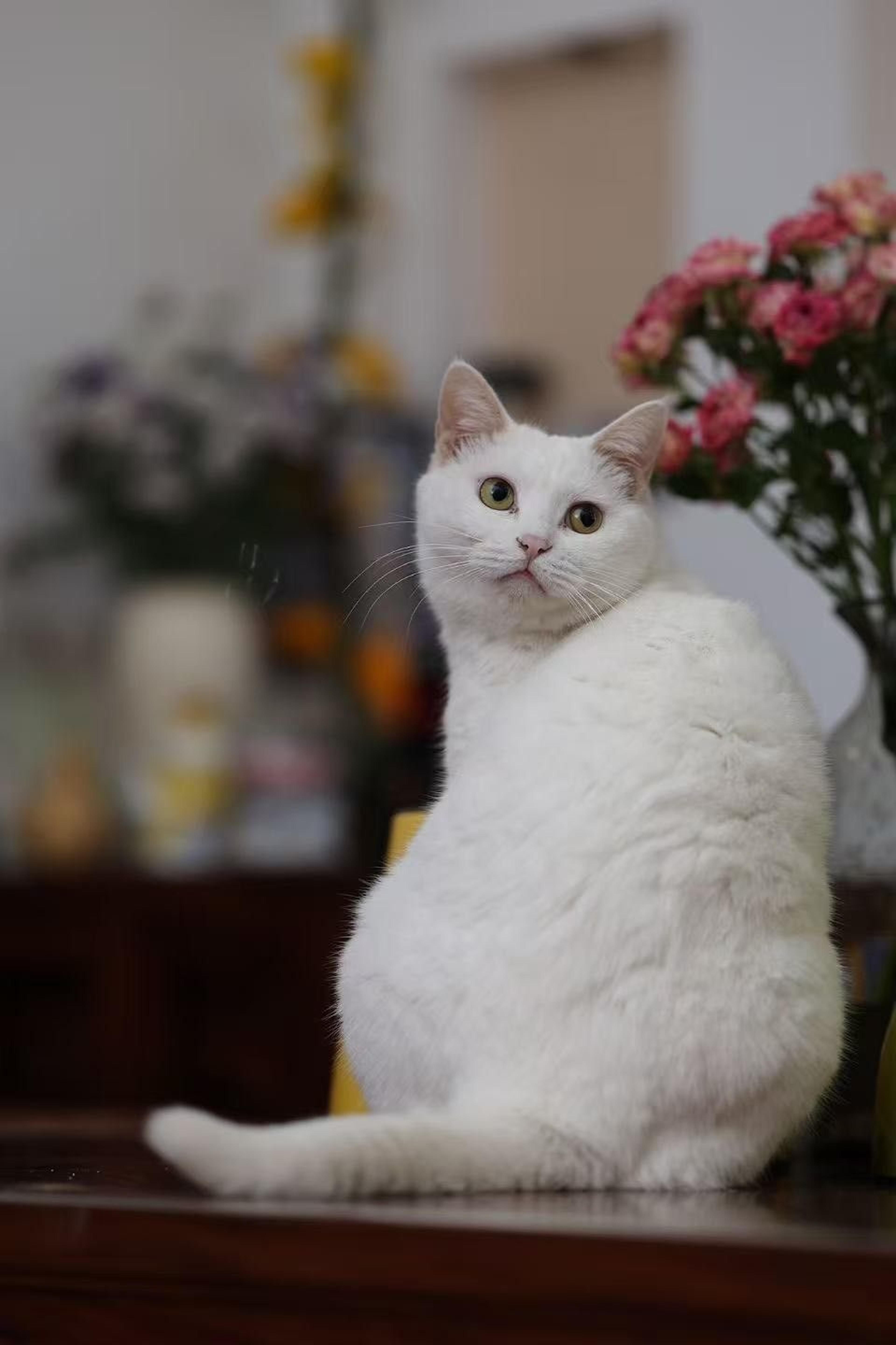 pet-image-6