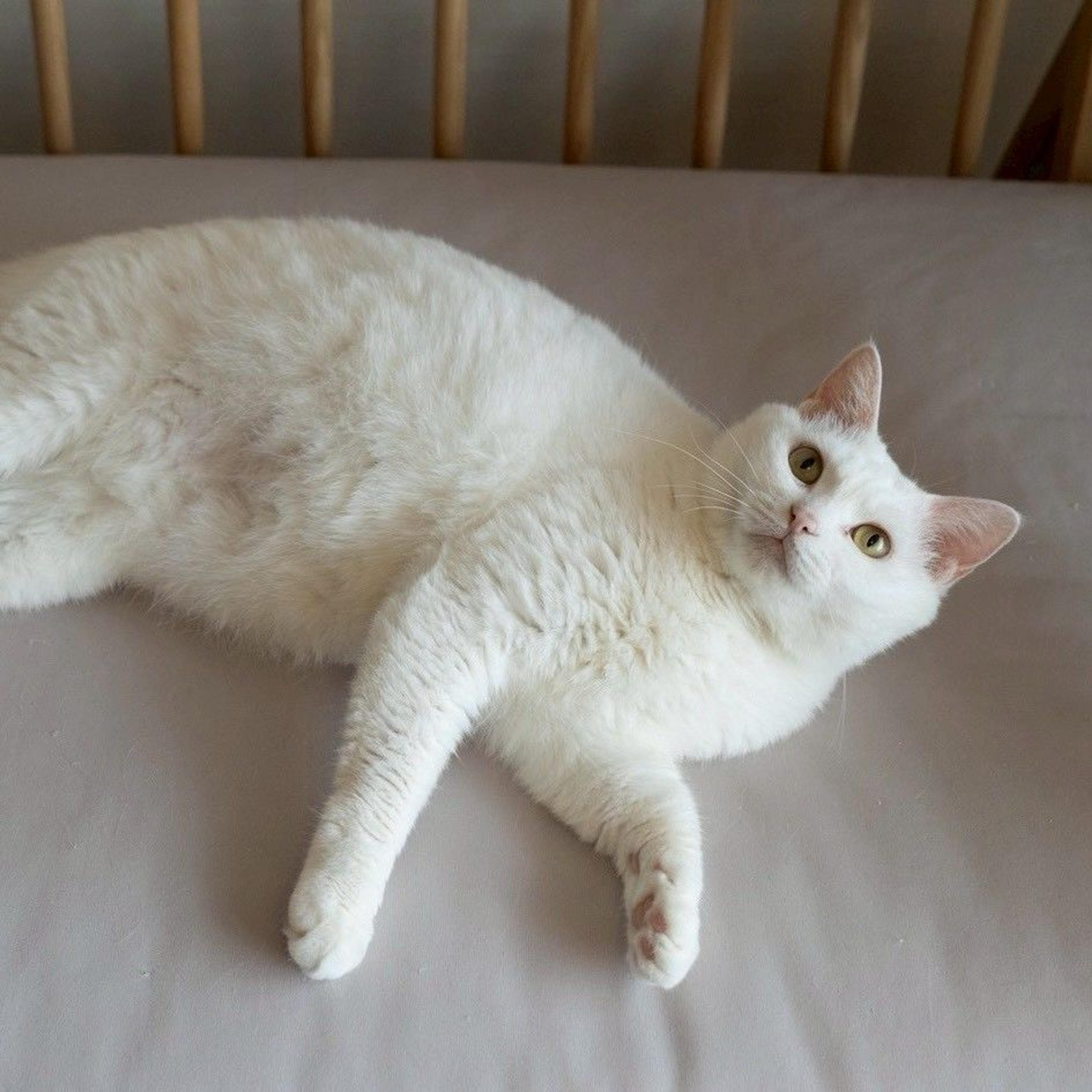 pet-image-7