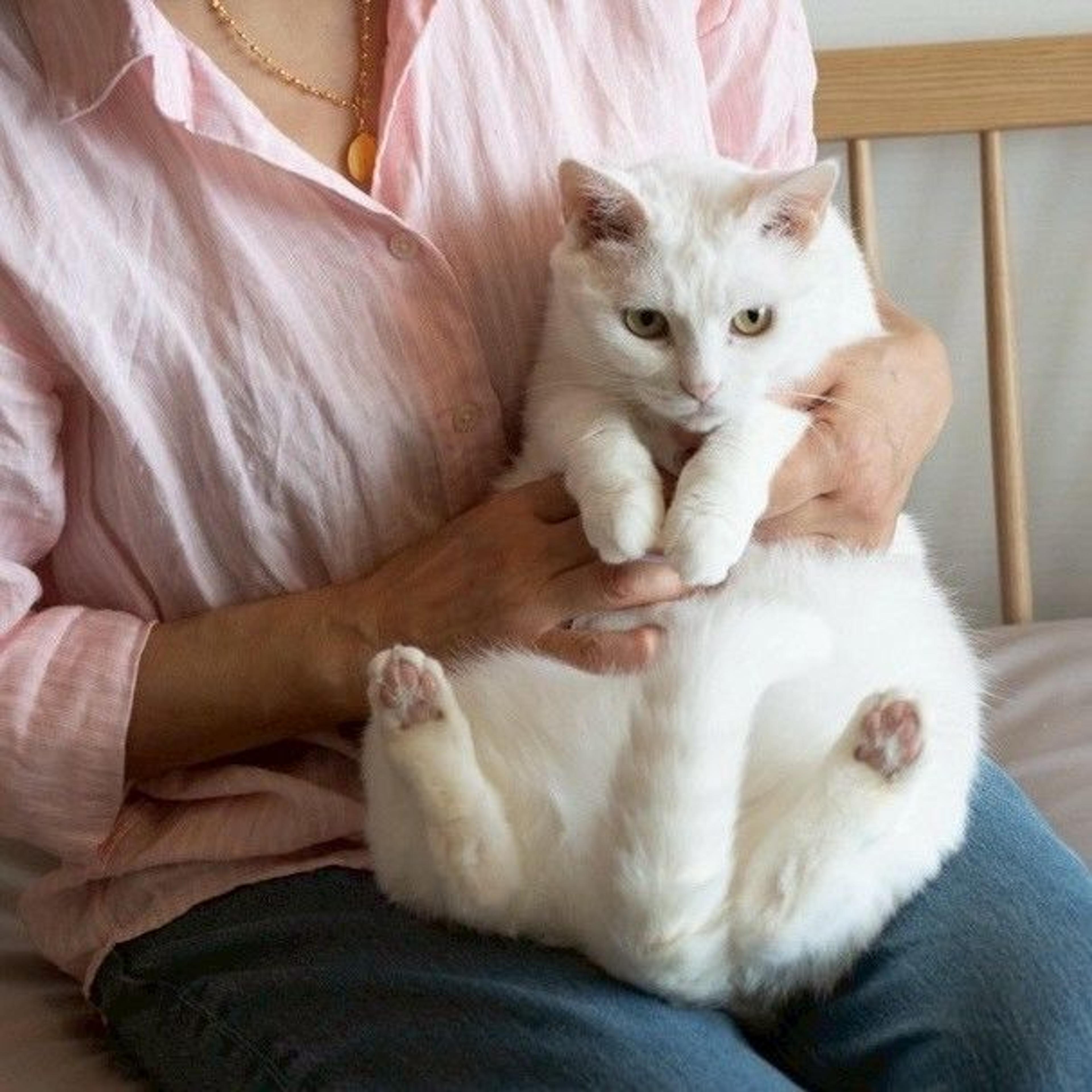 pet-image-8