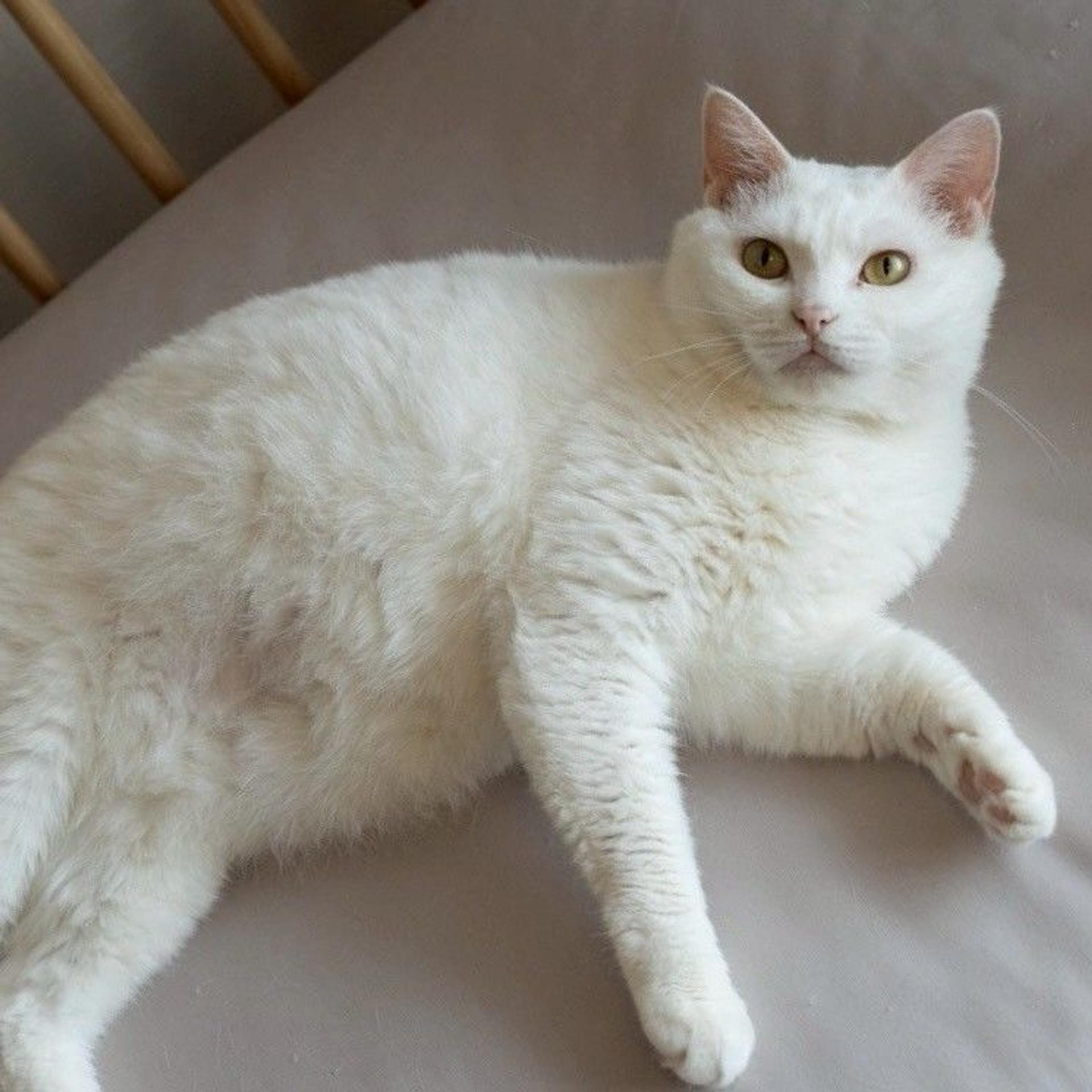 pet-image-9