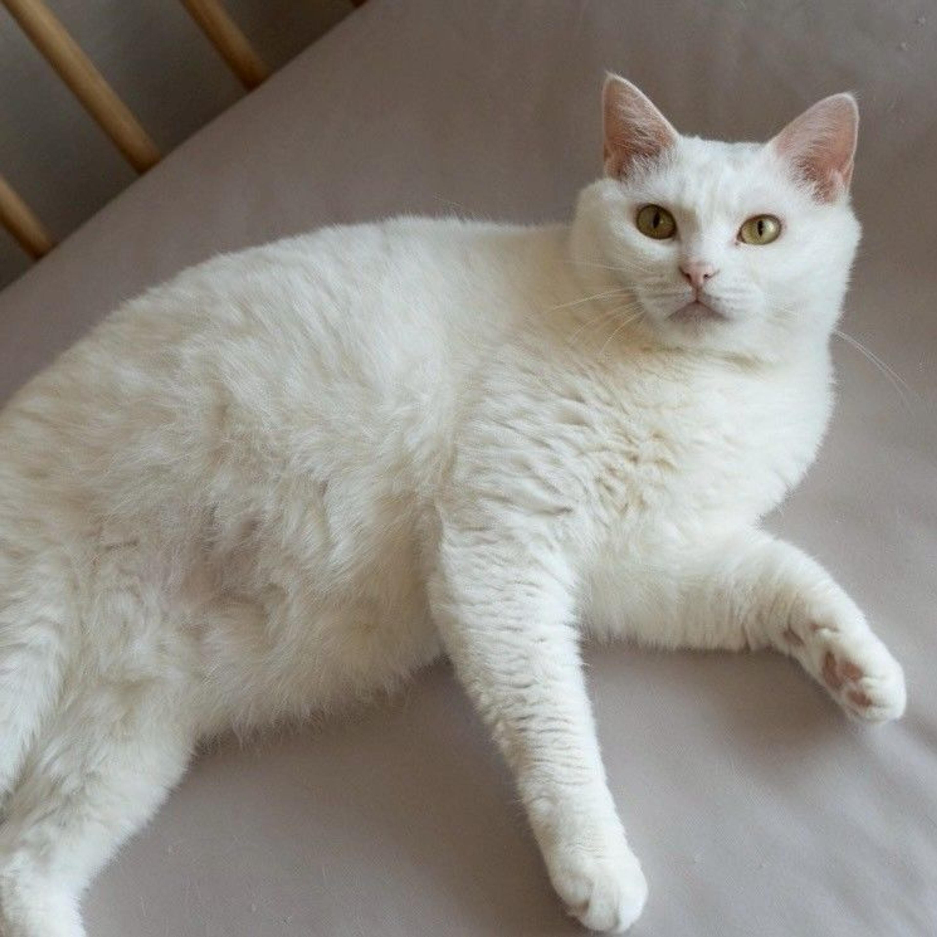 pet-image-9