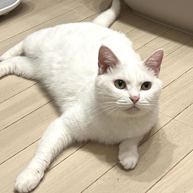 シュガー