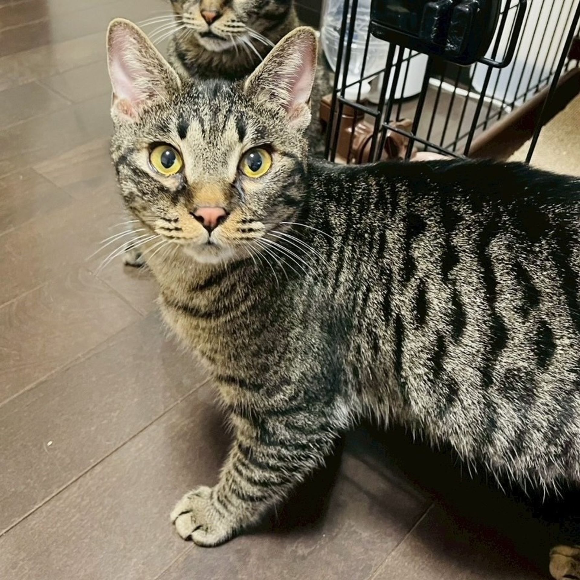 雑種（ミックス猫）・オスの里親募集の写真